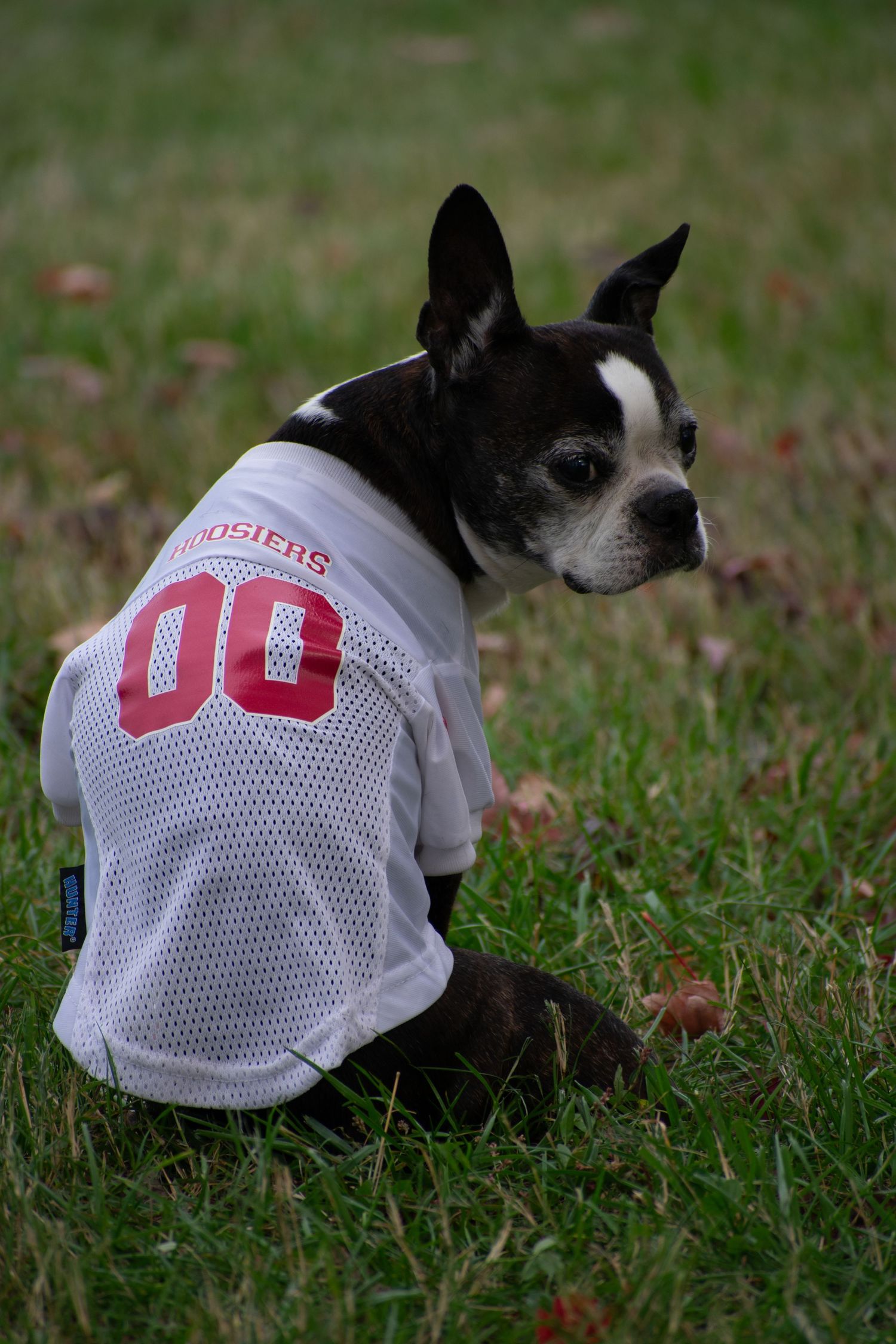 St. Louis lifestyle & pet photographer, Lisa Graf Photography in Forest Park