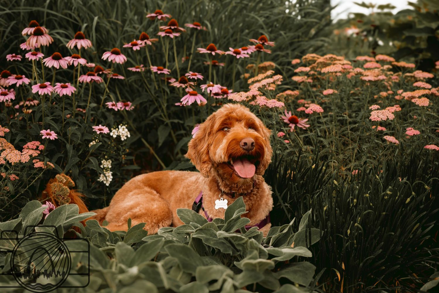 Lisa Graf Pet and Family Photography, freezing all family bonds and memories that last a lifetime.