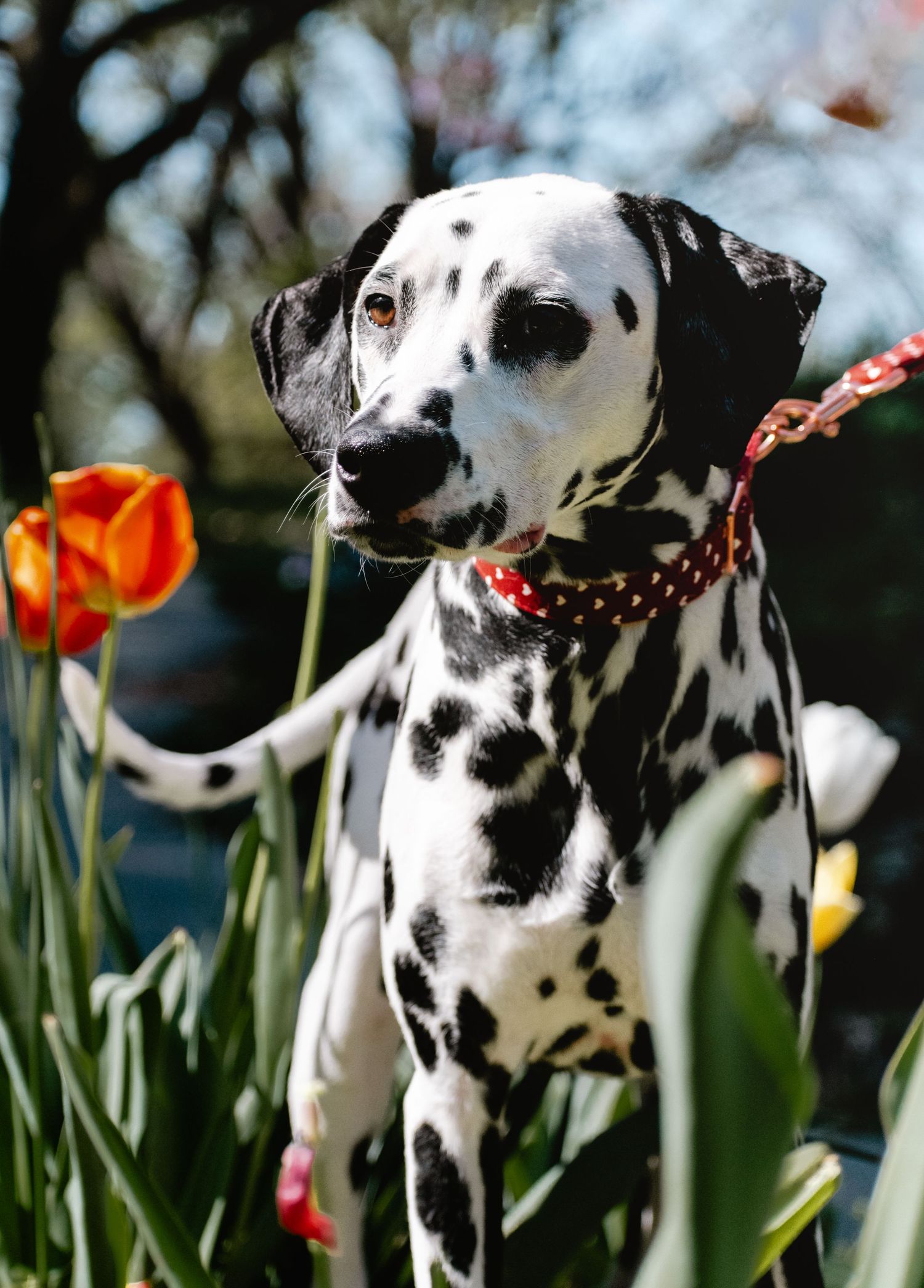 St. Louis lifestyle & pet photographer, Lisa Graf Photography in Lafayette Park