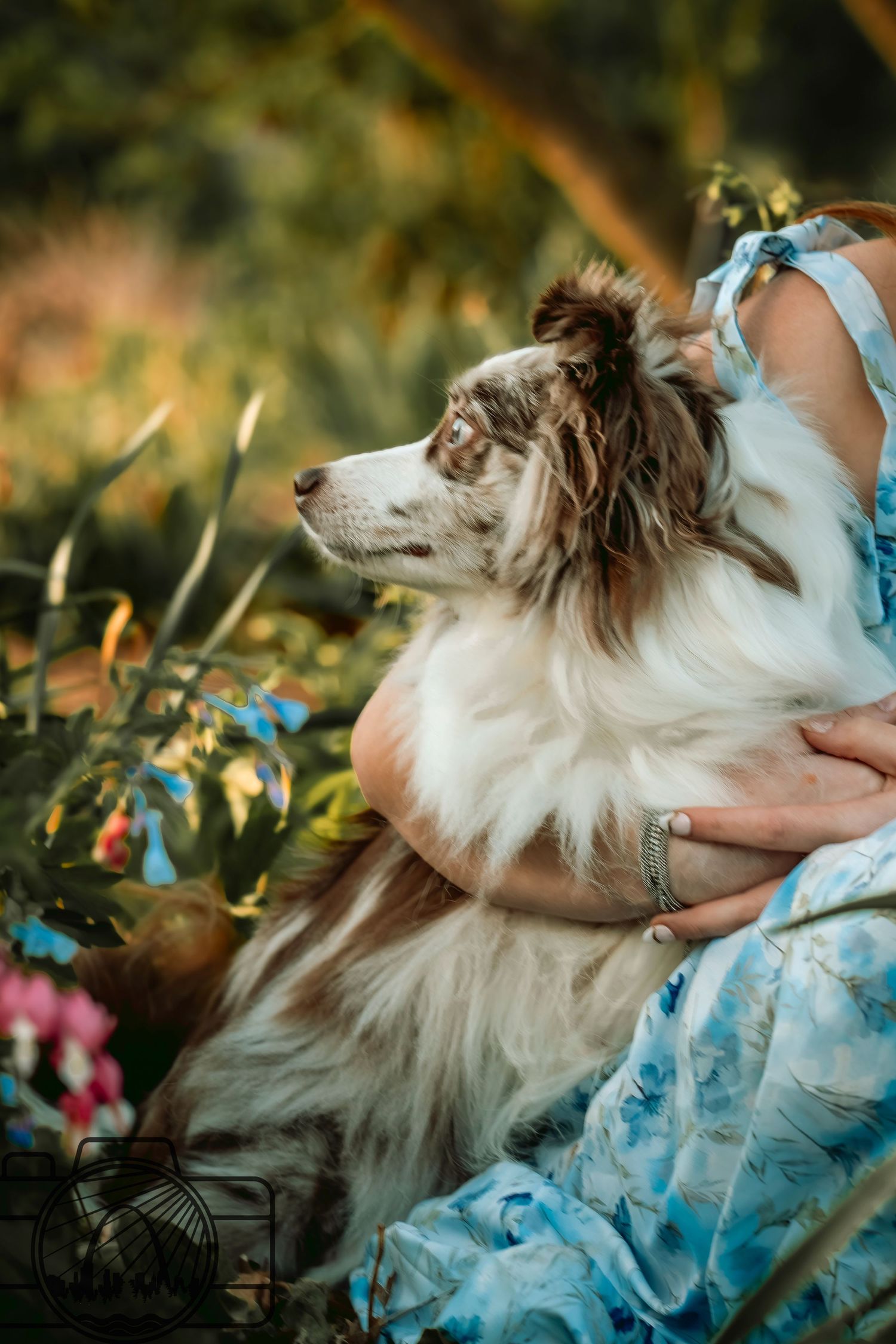 Lisa Graf Pet and Family Photography, sunrise pawtraits.