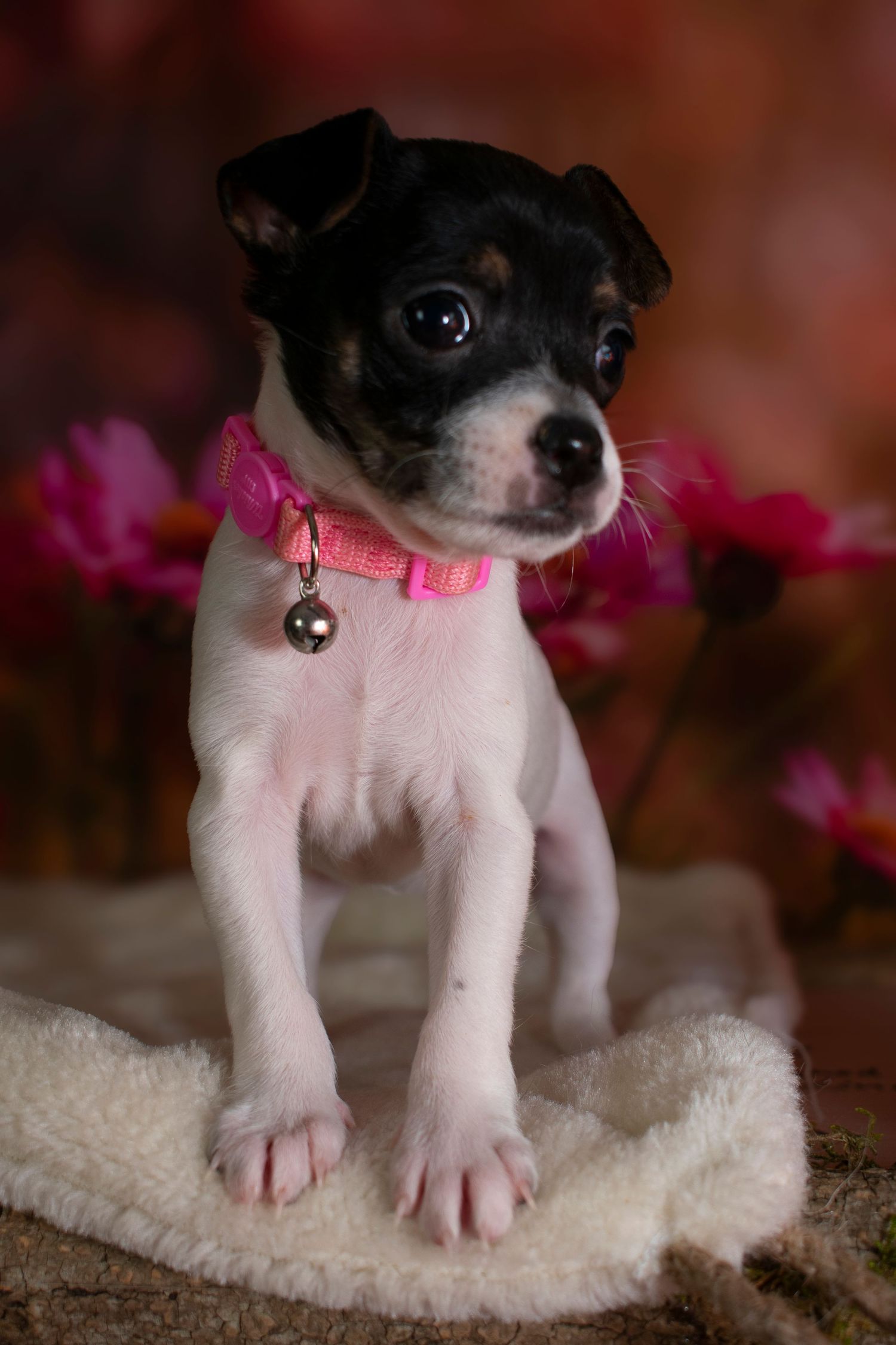 A St. Louis City photographer who focuses on Family Lifestyle and Pet Photography