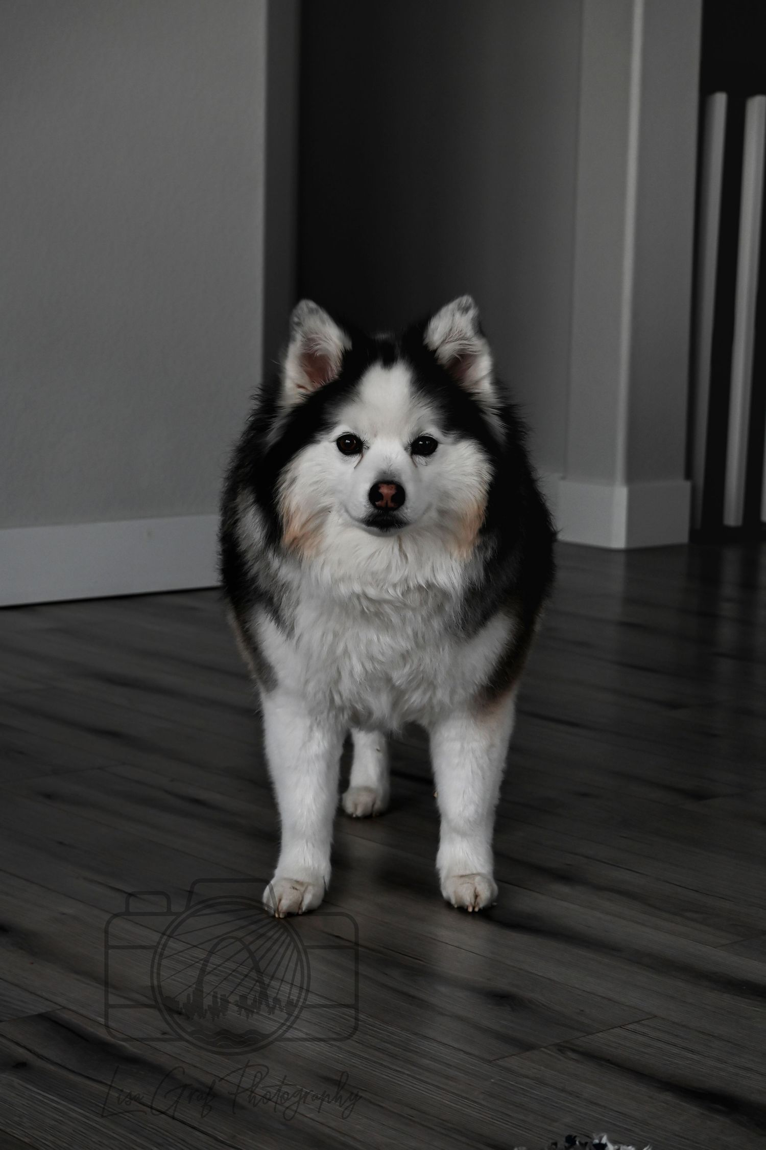 A St. Louis City photographer who focuses on Family Lifestyle and Pet Photography