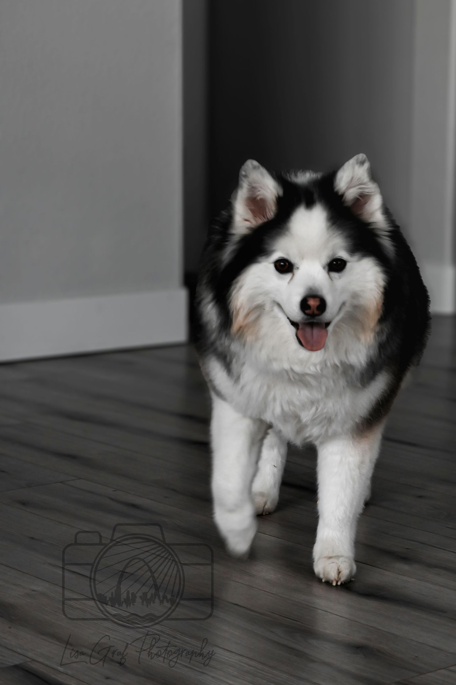 A St. Louis City photographer who focuses on Family Lifestyle and Pet Photography