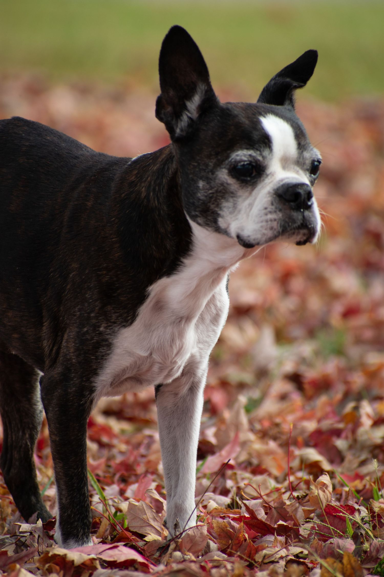 St. Louis lifestyle & pet photographer, Lisa Graf Photography in Forest Park