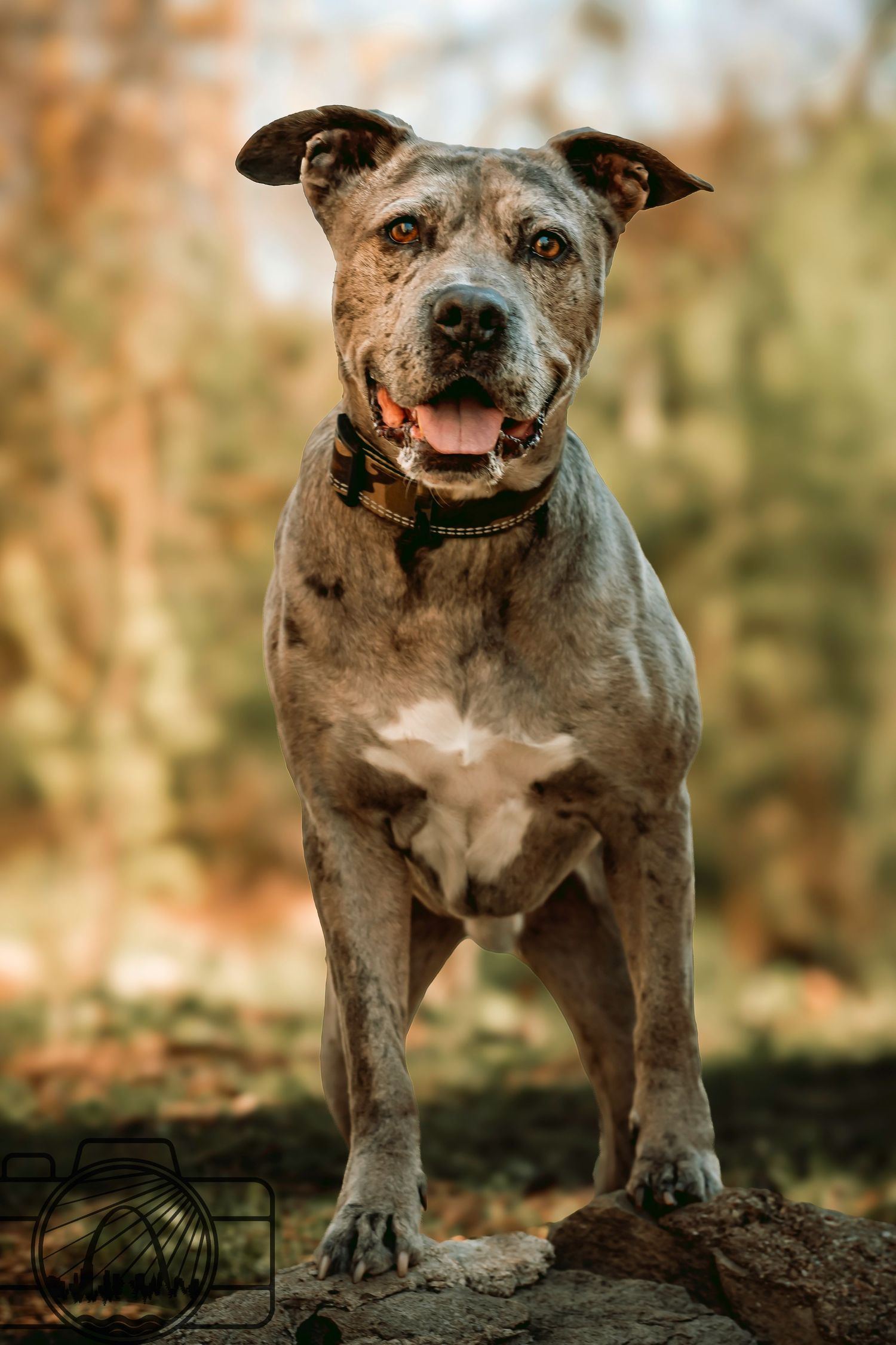 Lisa Graf Pet and Family Photography, freezing all family bonds and memories that last a lifetime.