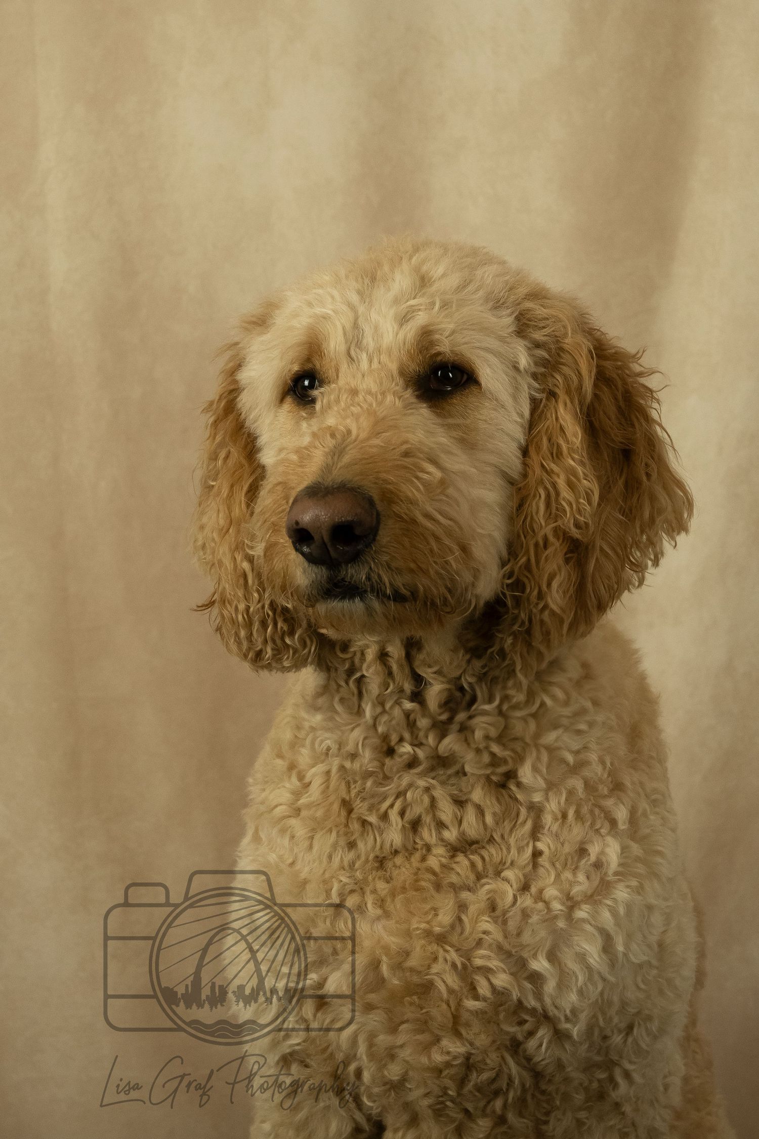 A St. Louis City photographer who focuses on Family Lifestyle and Pet Photography