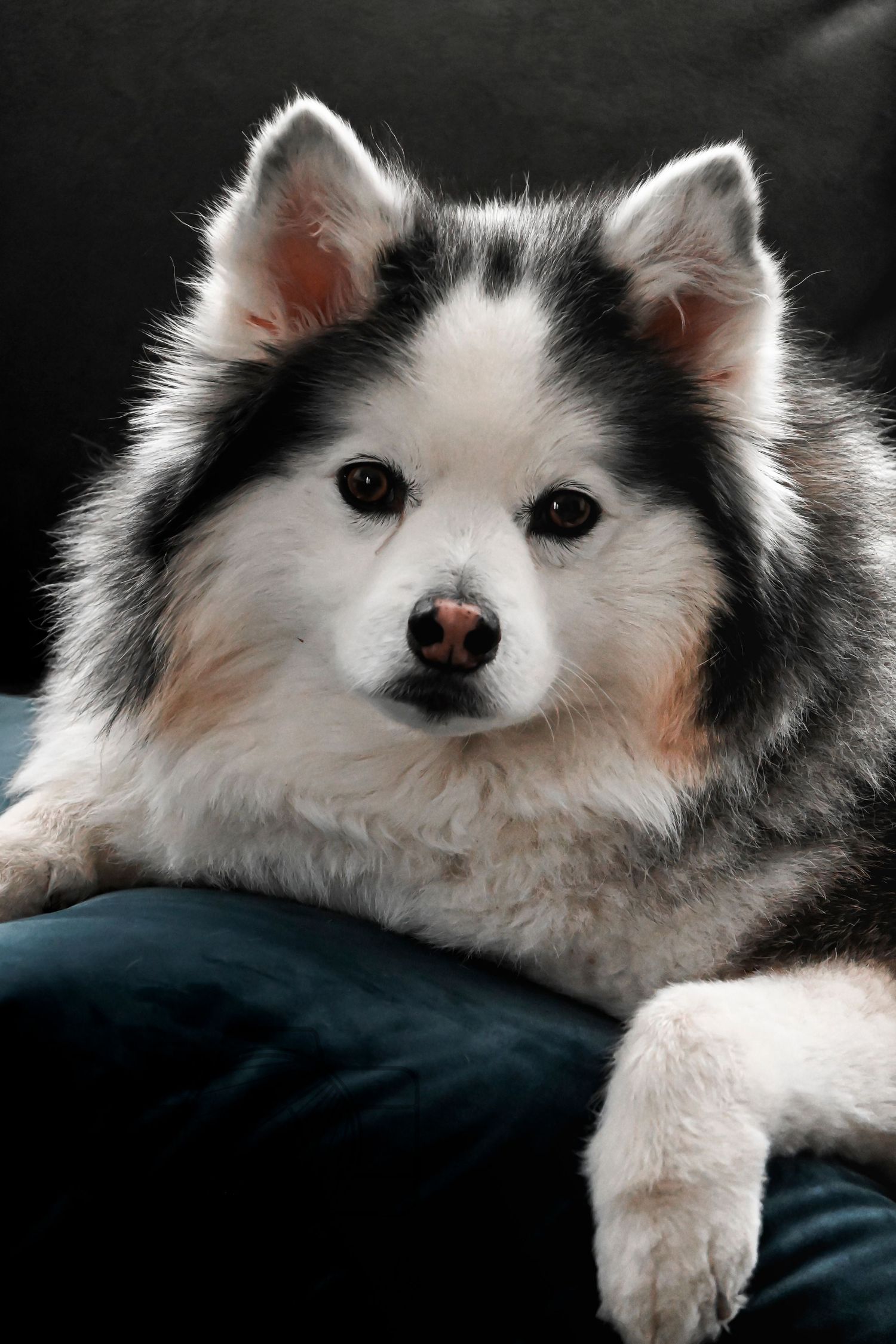 A St. Louis City photographer who focuses on Family Lifestyle and Pet Photography