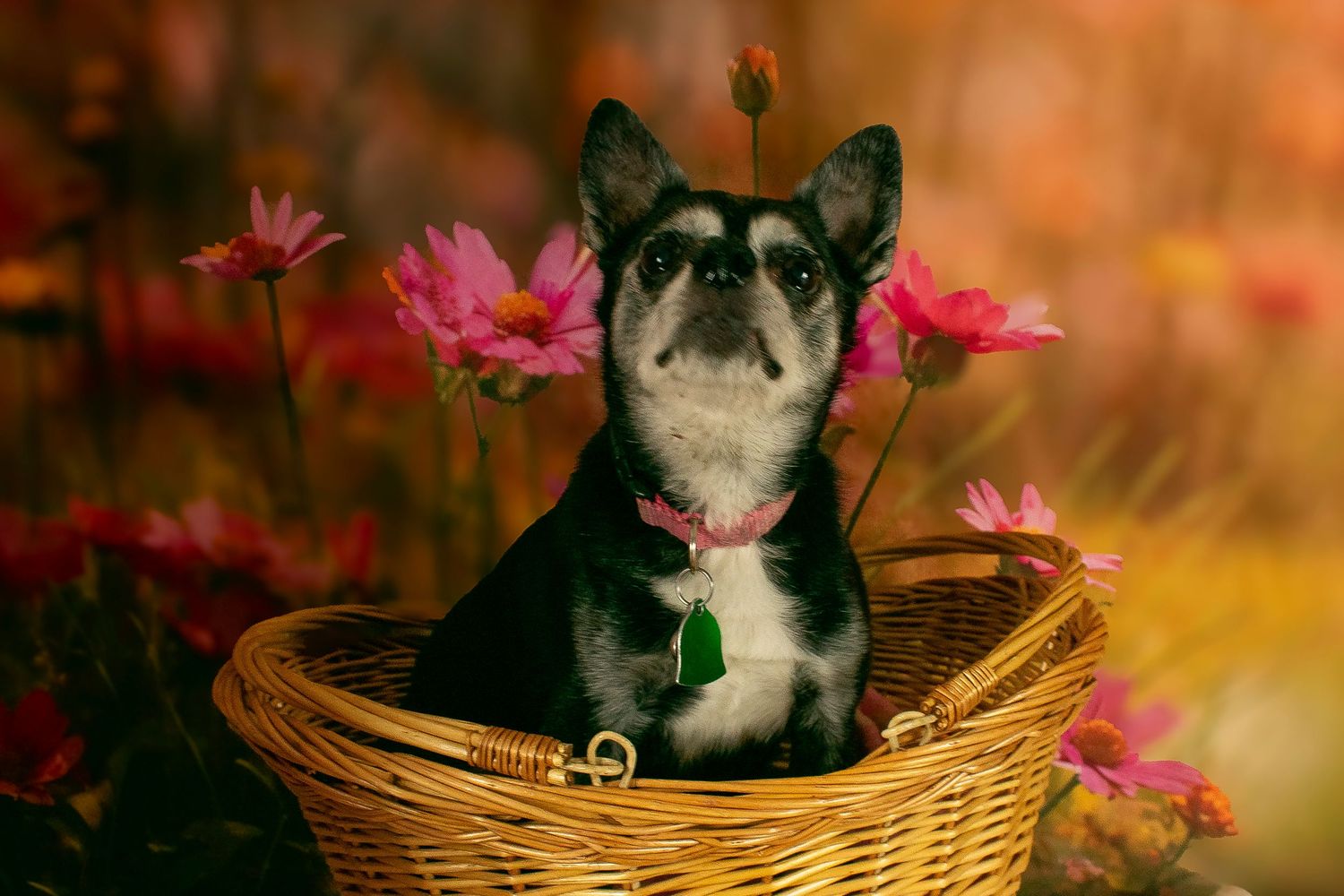 A St. Louis City photographer who focuses on Family Lifestyle and Pet Photography