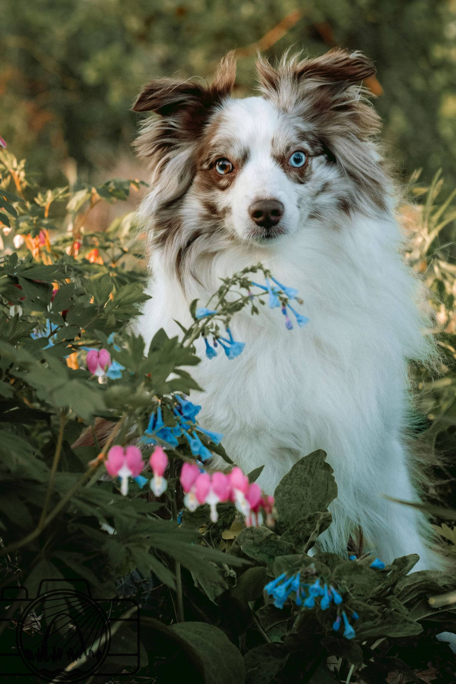 Lisa Graf Pet and Family Photography, sunrise pawtraits.