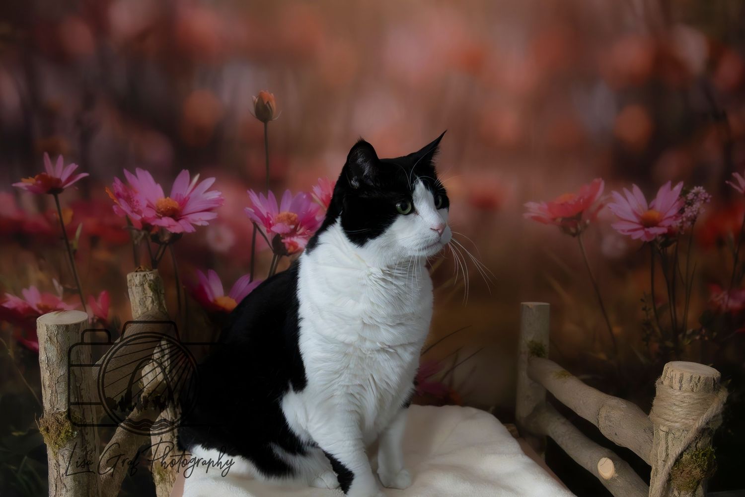 At-home indoor sessions with a spring back drop for this cat's capture!A St. Louis City photographer who focuses on Family Lifestyle and Pet