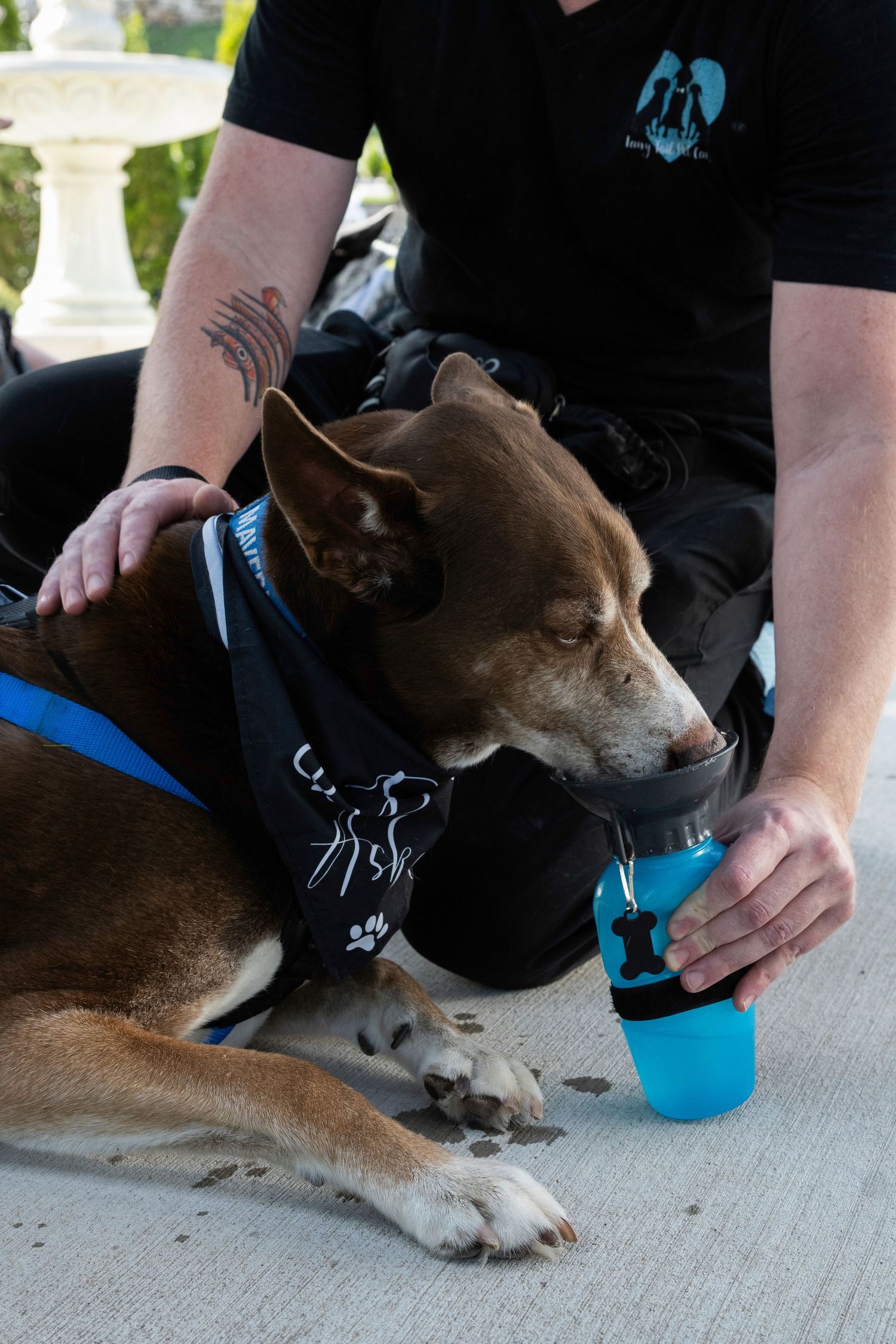 Fairytail petcare STL event. St. Louis, MO