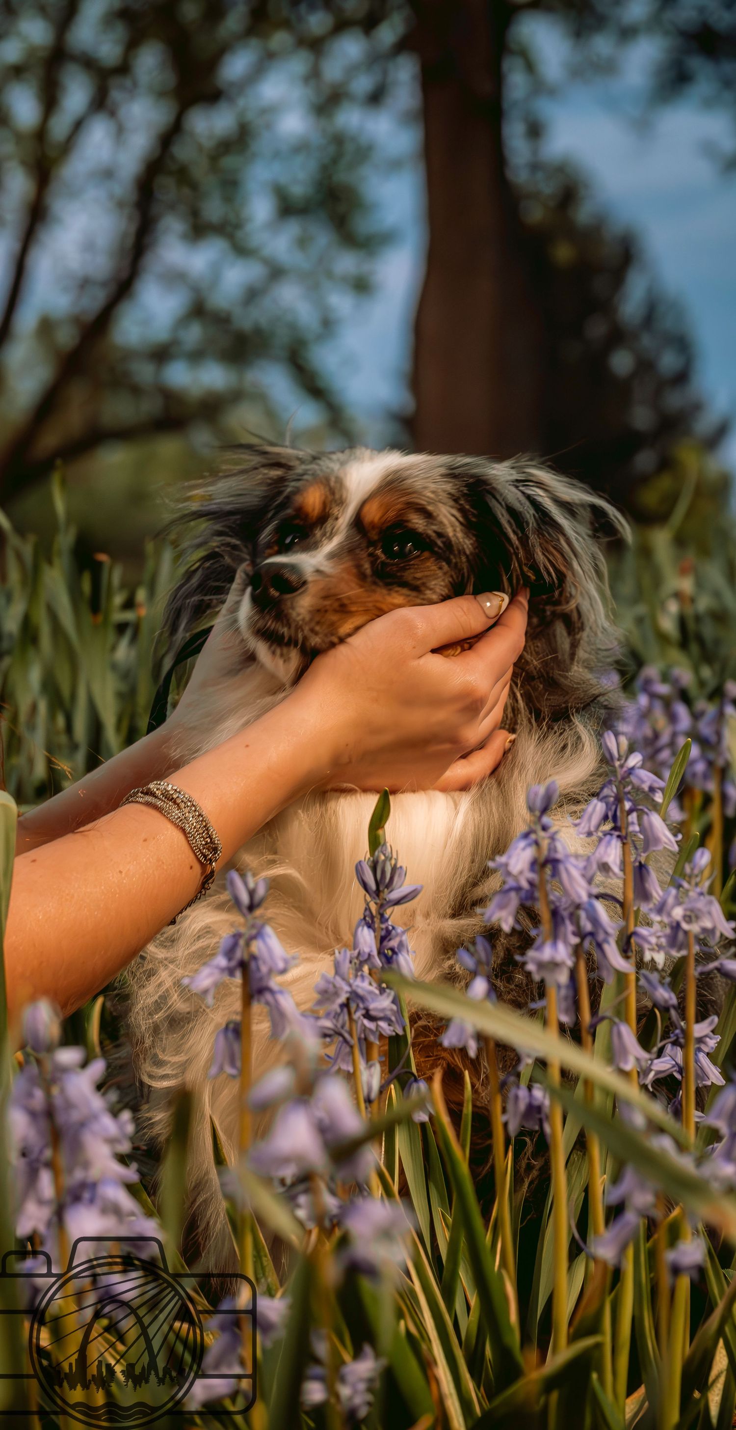 Lisa Graf Pet and Family Photography, sunrise pawtraits.
