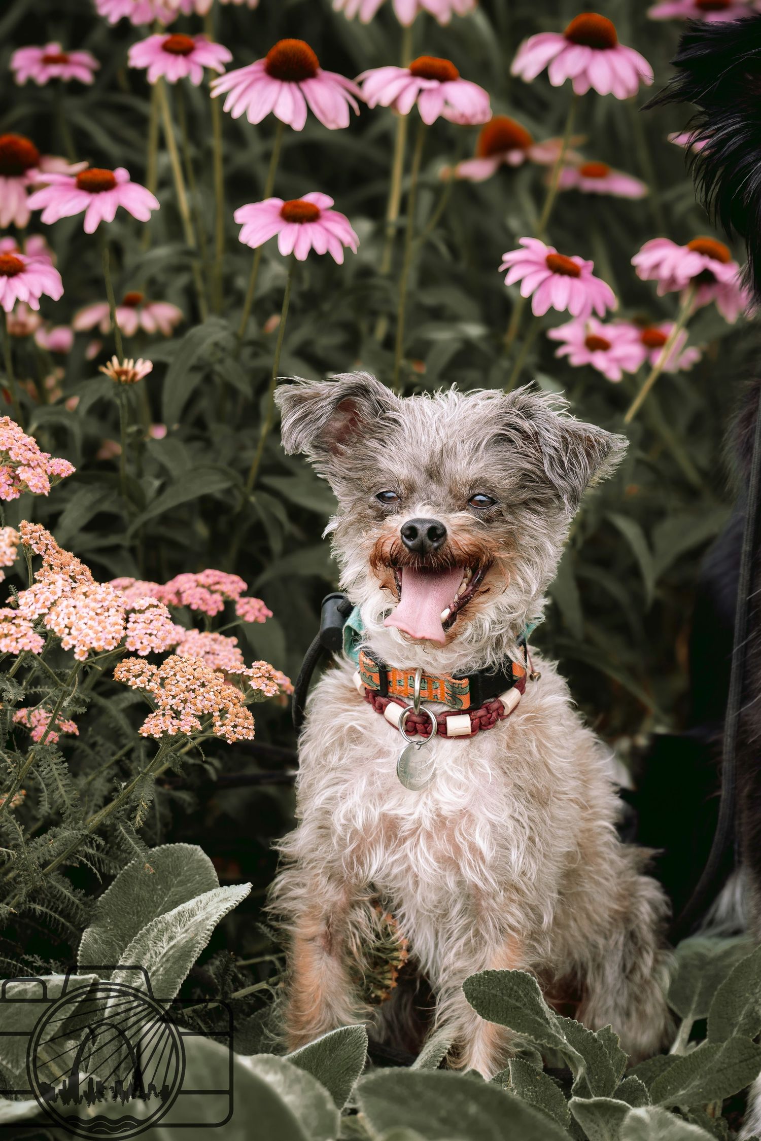Lisa Graf Pet and Family Photography, freezing all family bonds and memories that last a lifetime.