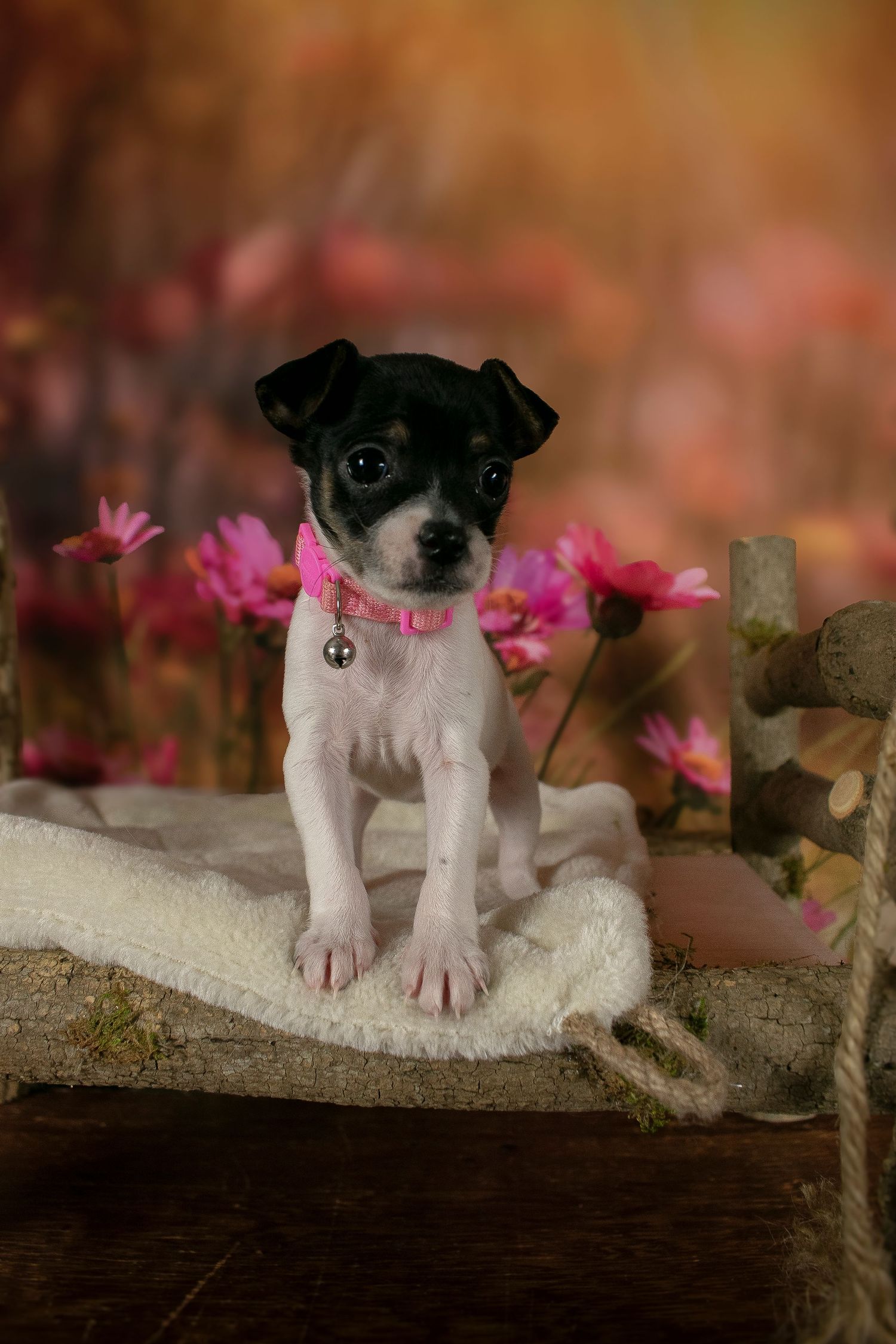 A St. Louis City photographer who focuses on Family Lifestyle and Pet Photography