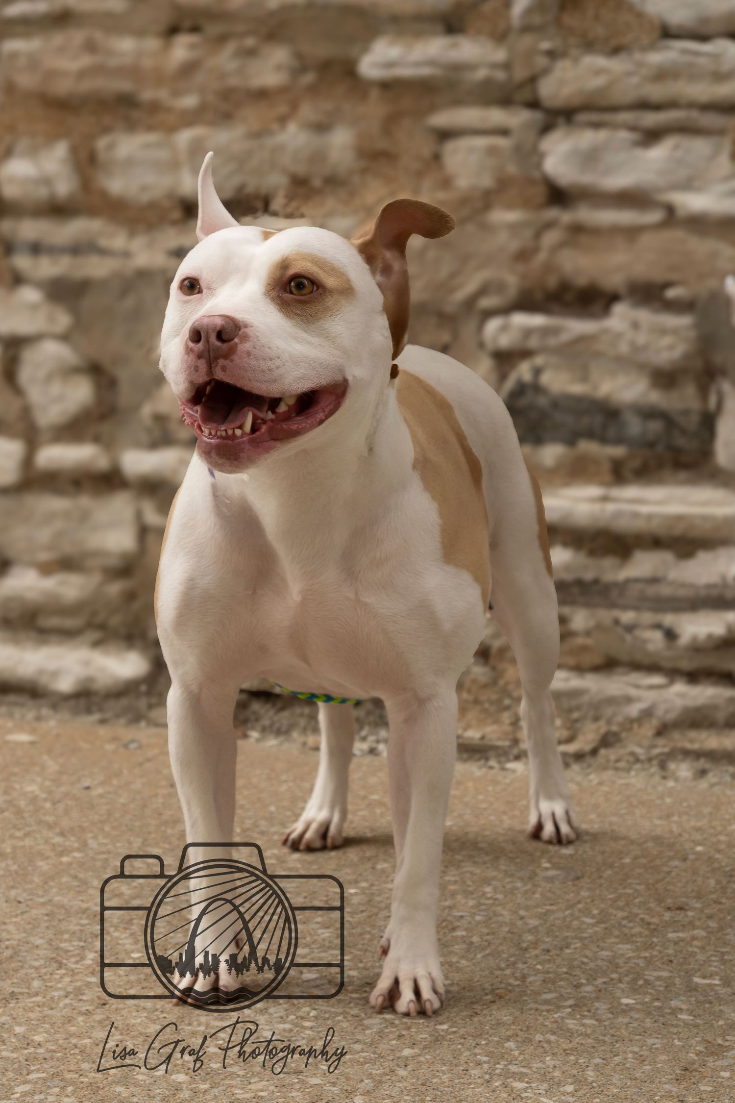 Pet Pawtraits by Lisa Graf Photography. As an animal lover and supporter of local shelters, I believe all dogs and cats deserve pawtraits!