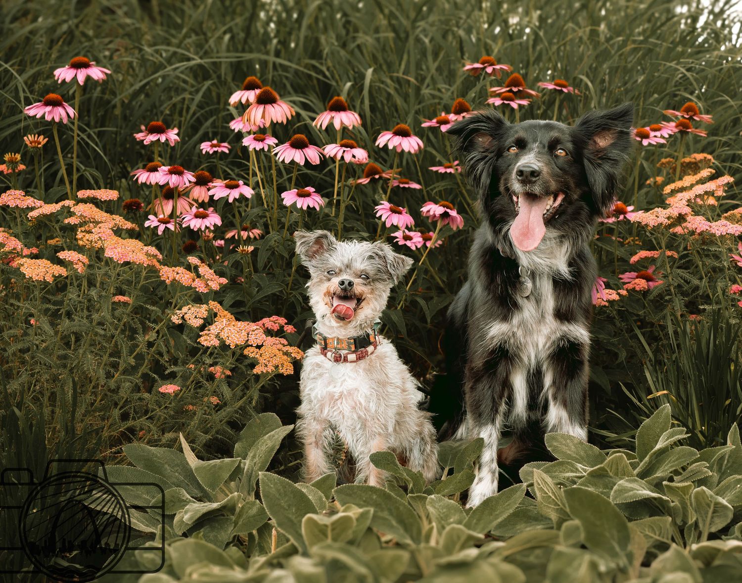 Lisa Graf Pet and Family Photography, freezing all family bonds and memories that last a lifetime.