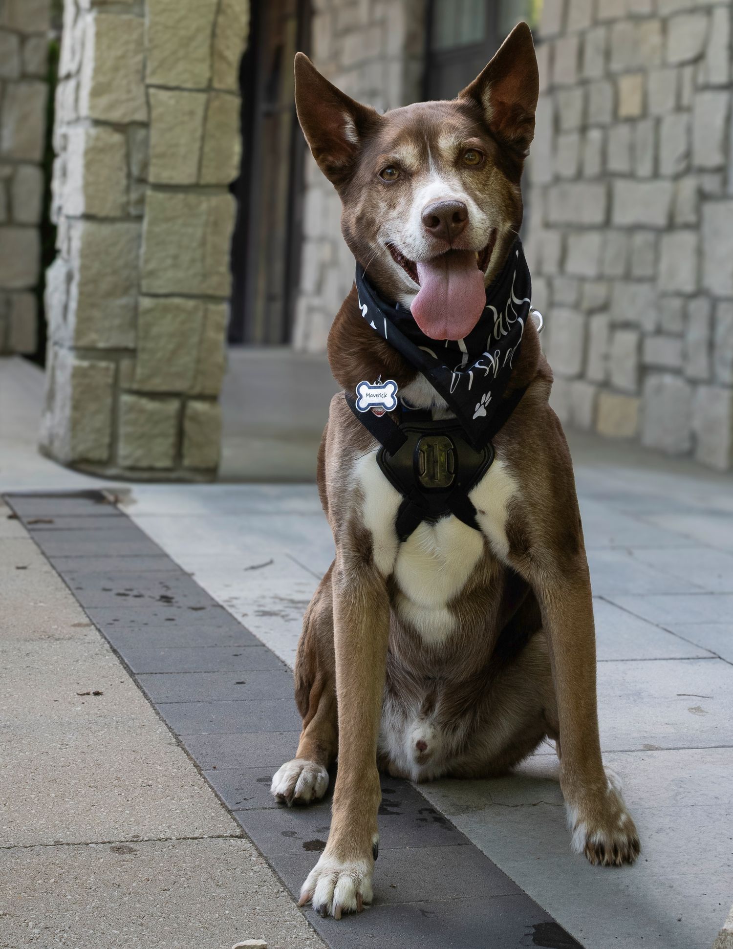 Fairytail petcare STL event. St. Louis, MO