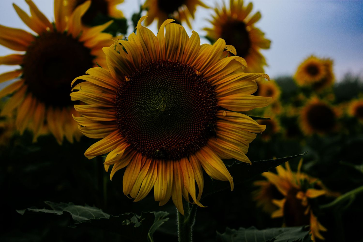 Lisa Graf Photography