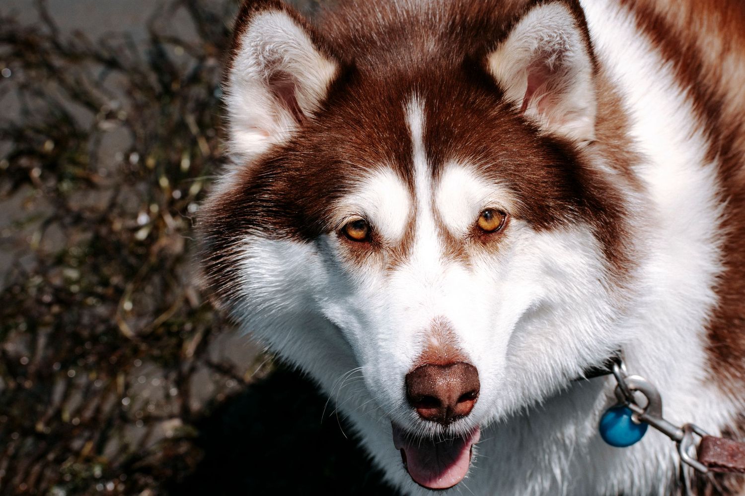 A St. Louis City photographer who focuses on Family Lifestyle and Pet Photography