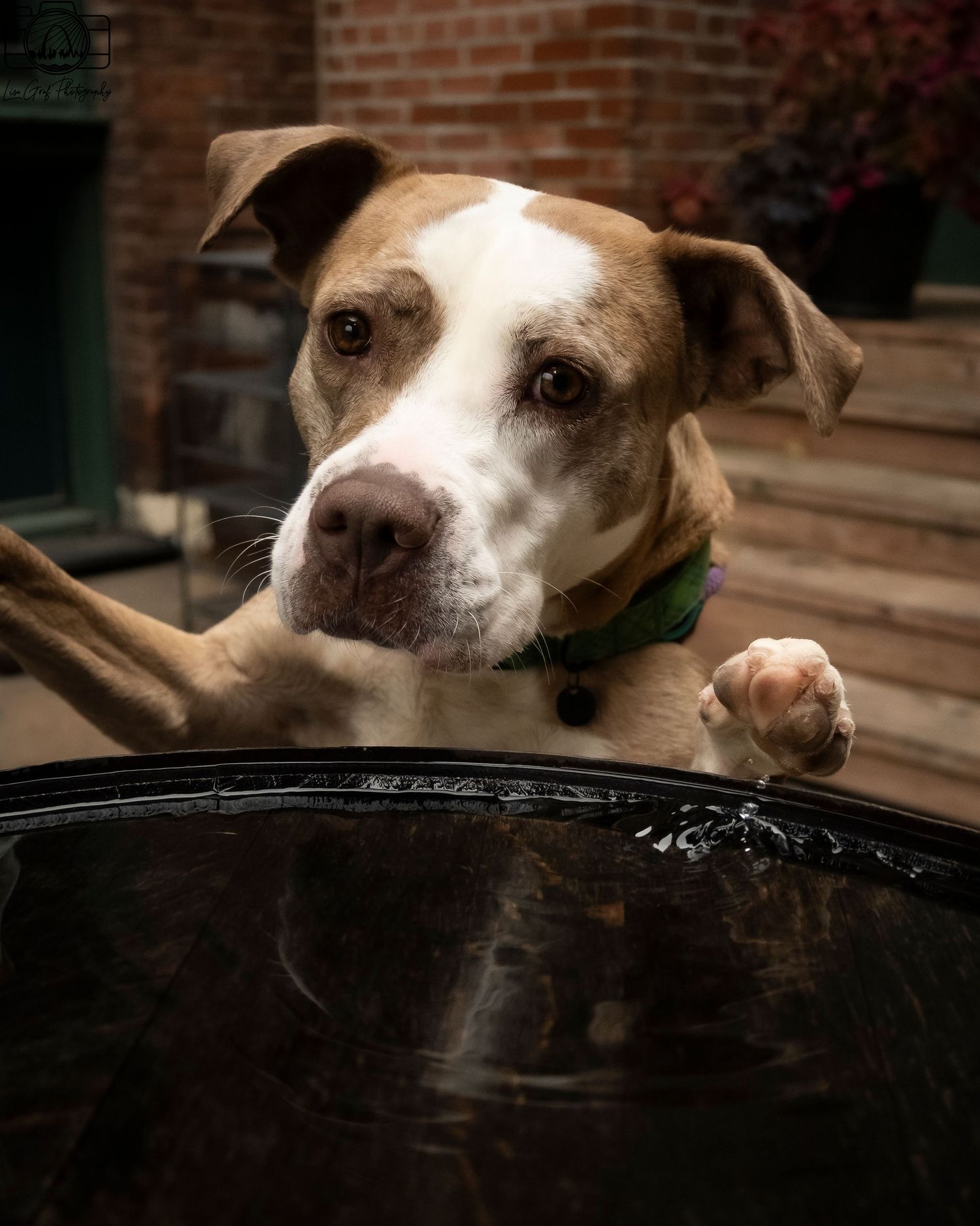 Pet Pawtraits by Lisa Graf Photography. As an animal lover and supporter of local shelters, I believe all dogs and cats deserve pawtraits!