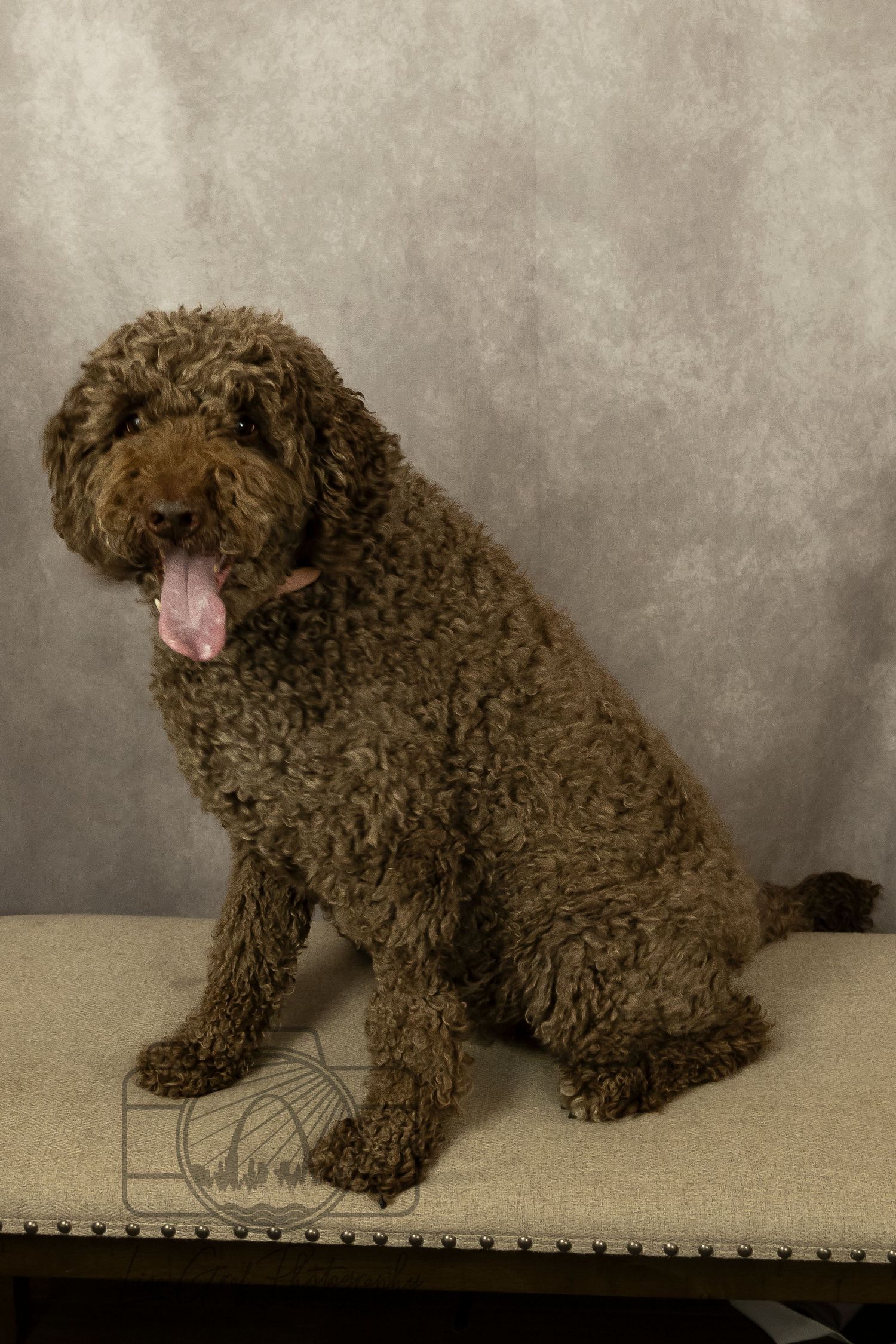 A St. Louis City photographer who focuses on Family Lifestyle and Pet Photography