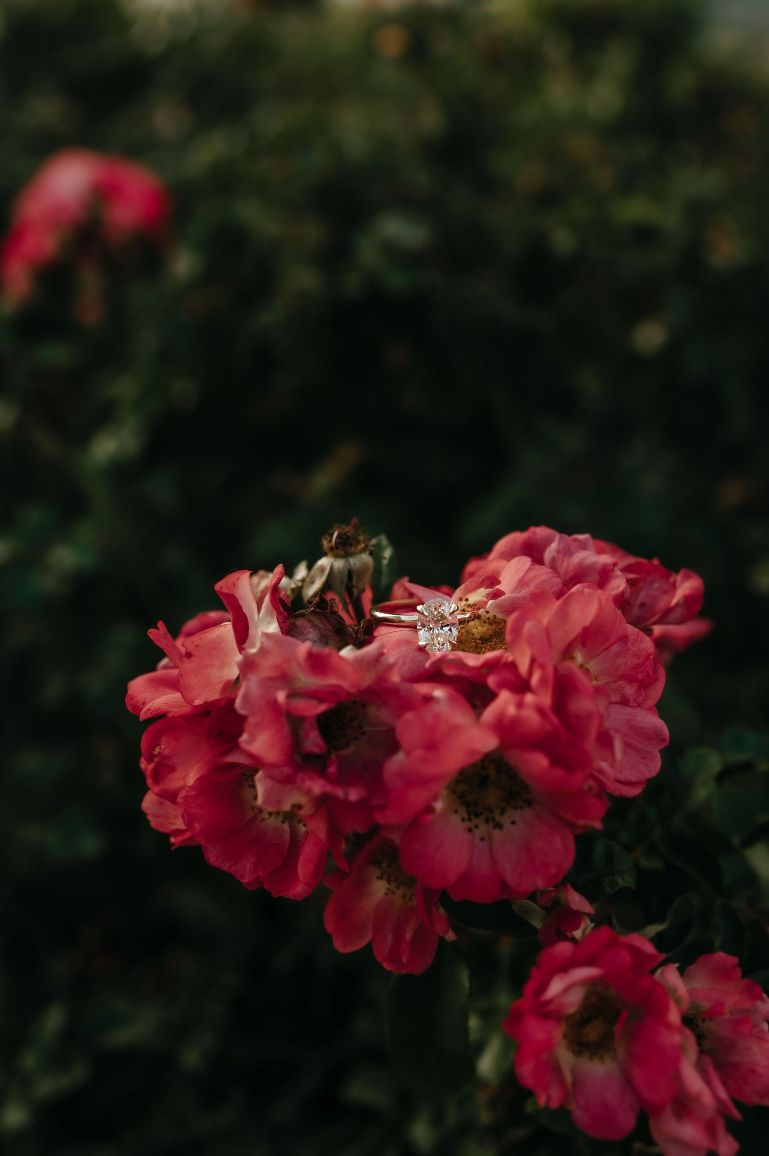 Vibrant pink roses bloom in rich clusters against dark foliage.