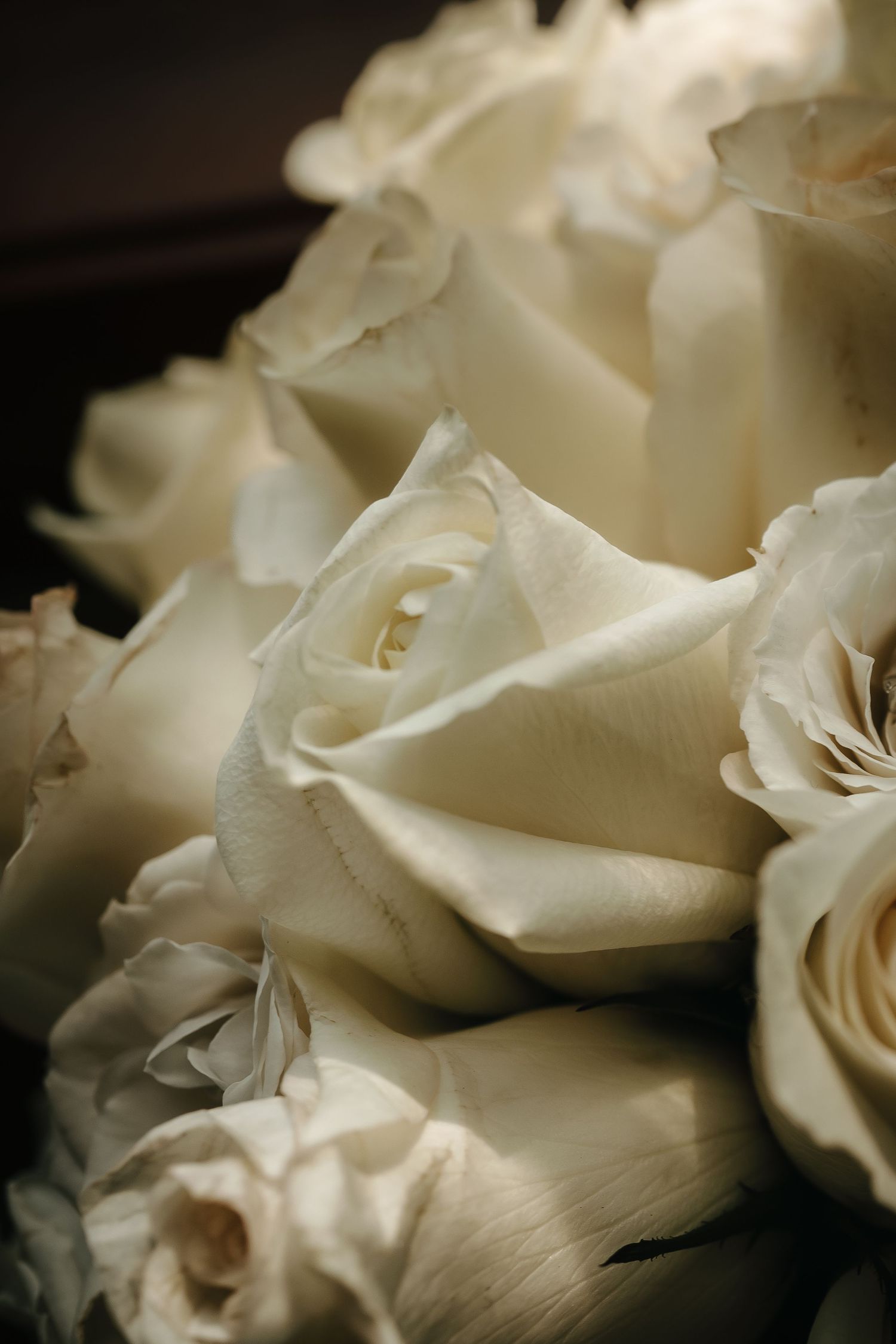 Delicate cream-colored rose petals photographed in soft focus with subtle lighting.