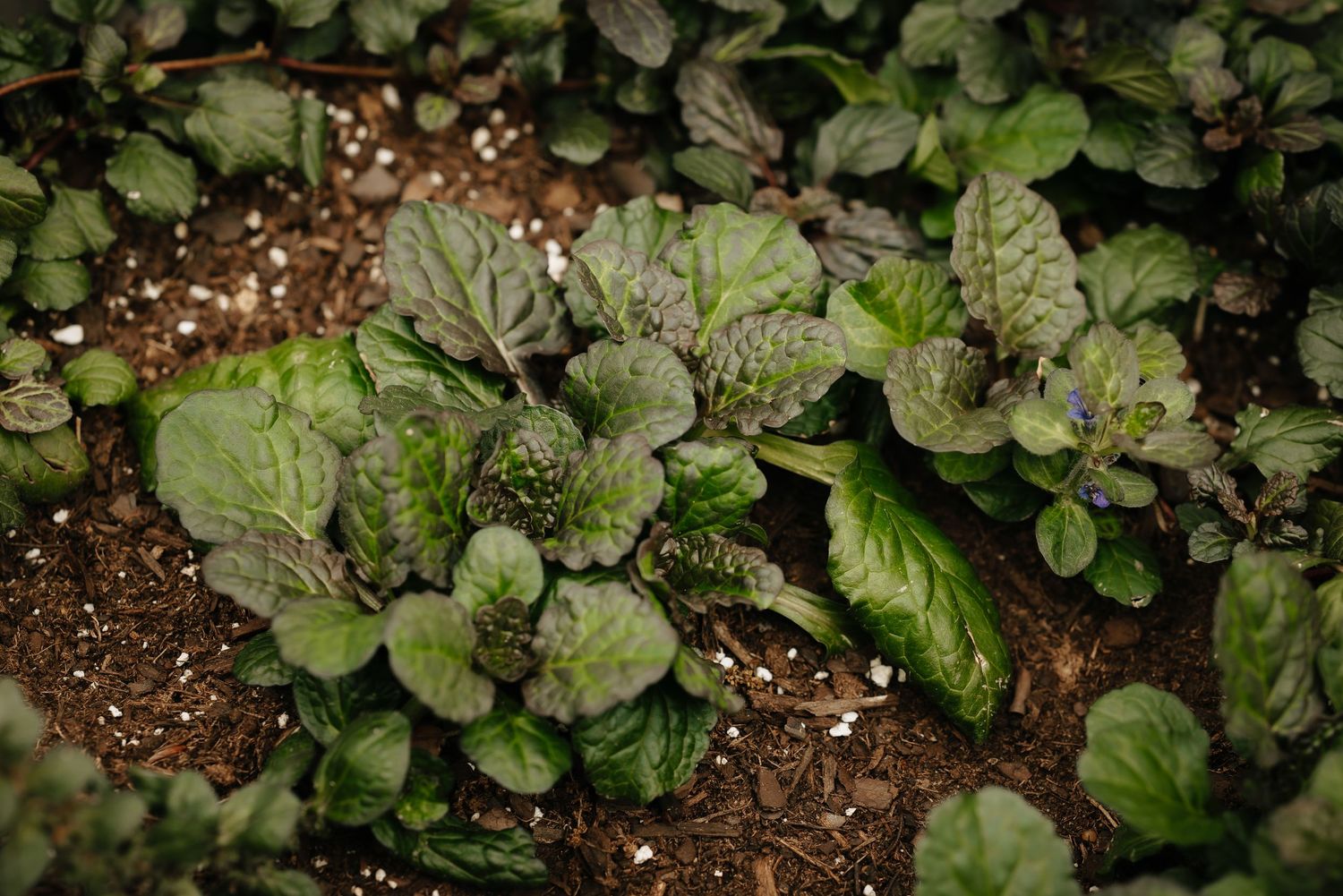 Lush green foliage and plants growing in garden soil create a natural background texture.