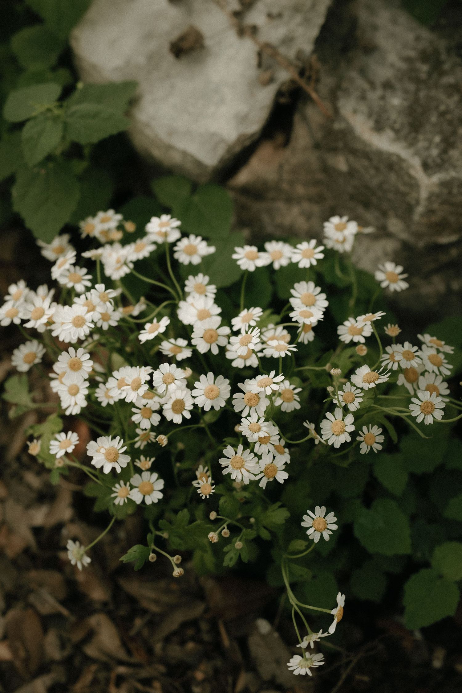 A cluster of small white daisies blooming against dark green leaves.