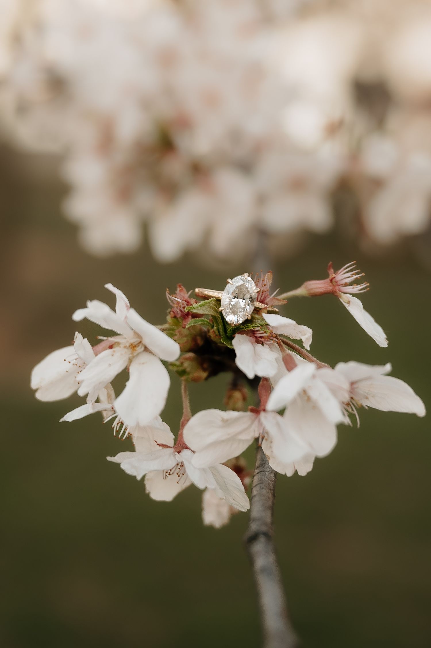 Diamond engagement ring nestled among delicate white cherry blossoms on a spring branch with soft bokeh background.
