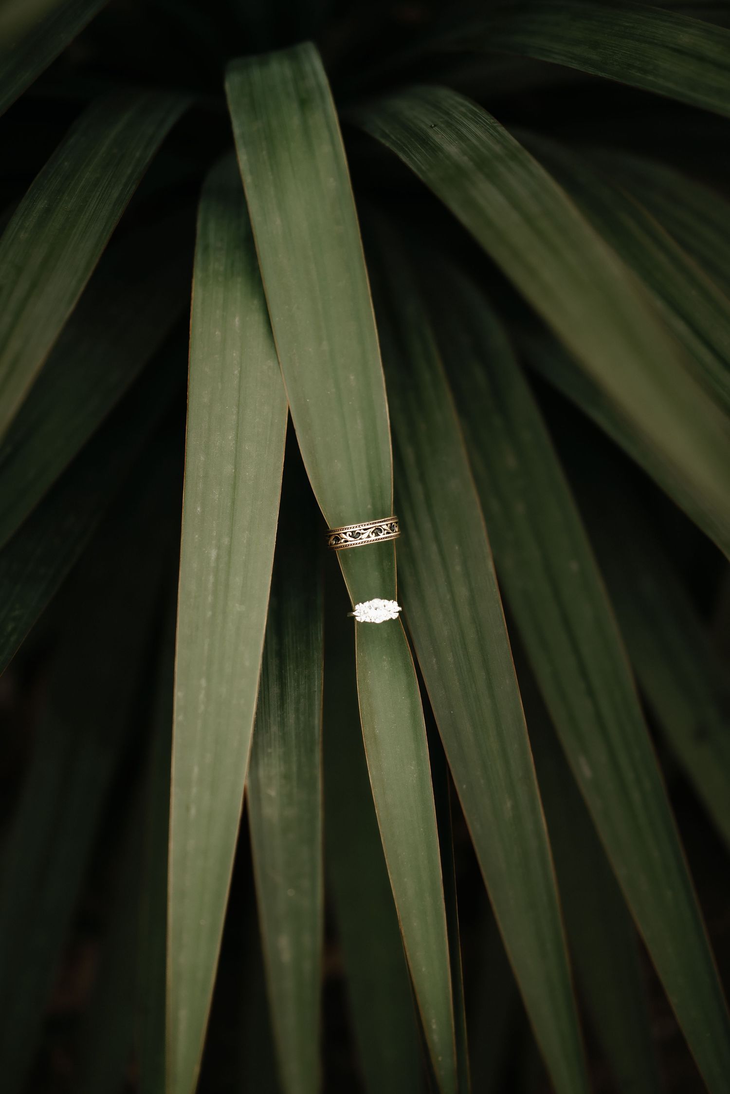 Wedding rings displayed artistically on green palm leaves in dark lighting.