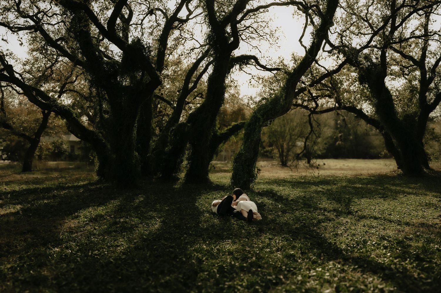 Moody forest scene with gnarled trees casting shadows on grassy ground in atmospheric lighting.