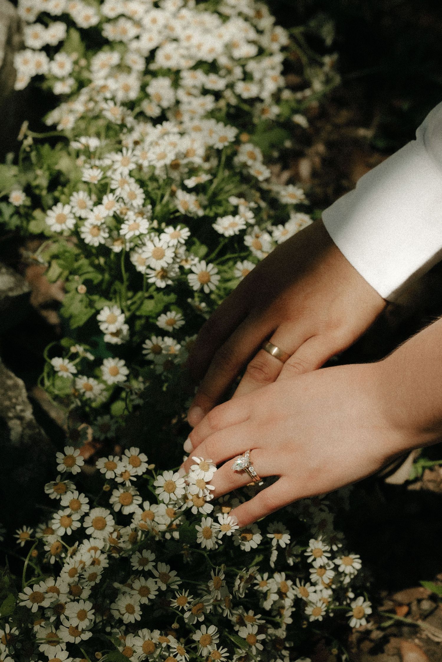 Hands reaching to touch small white flowers in a dramatic dark garden setting.