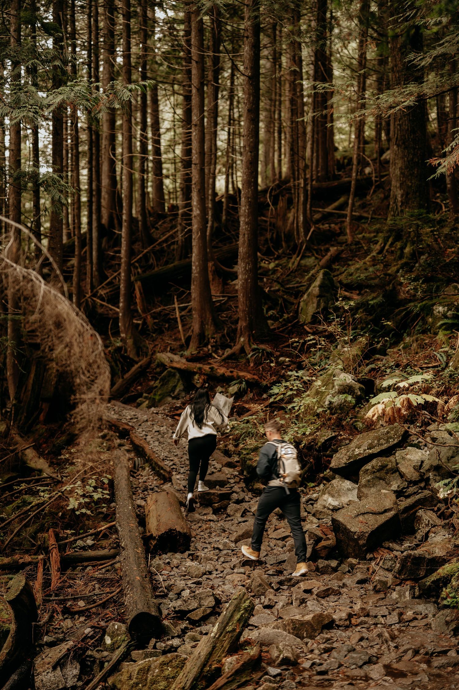 A moody forest path winds through tall pine trees and rocky terrain.