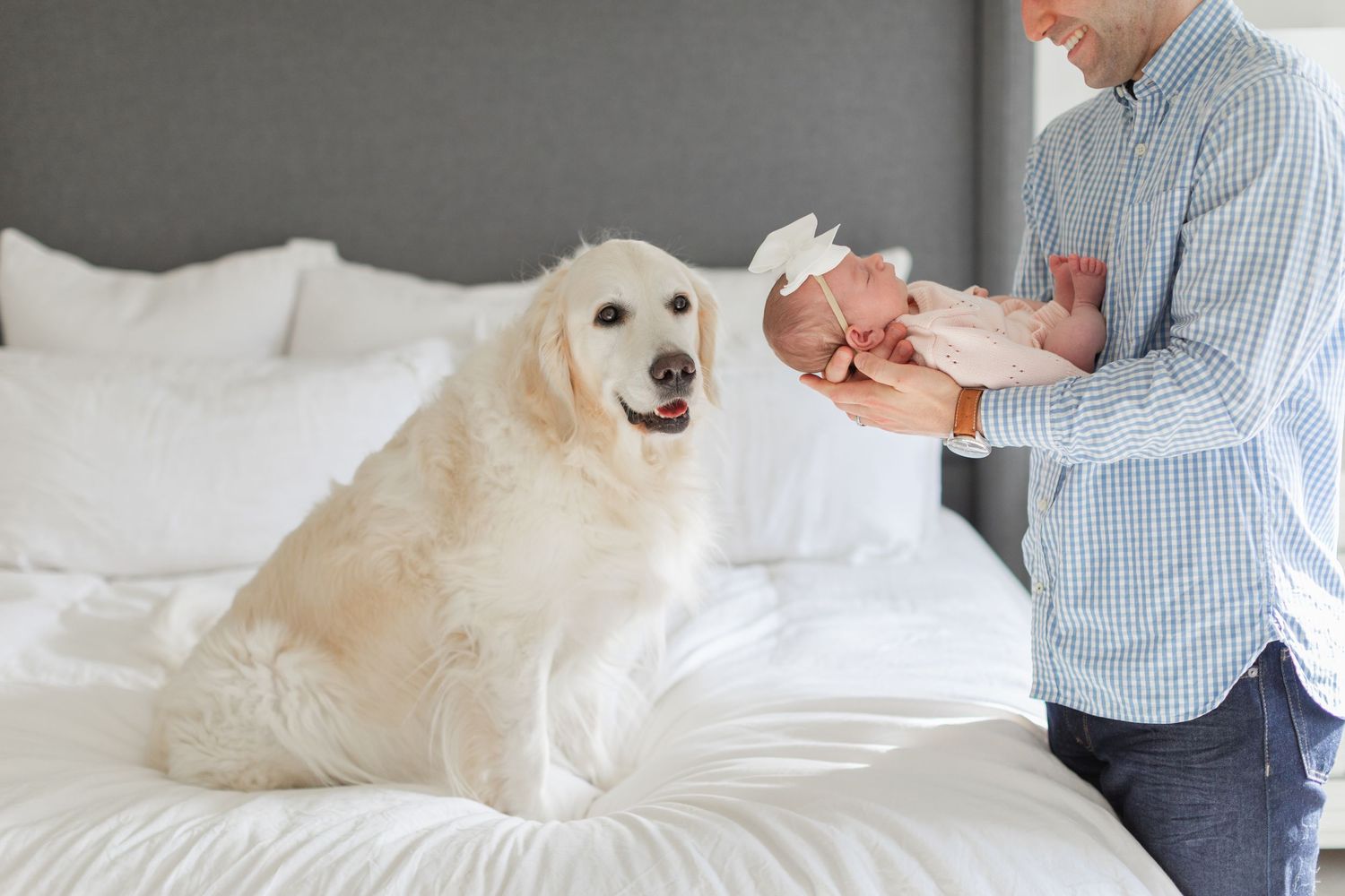Golden retriever sits on white bed while being brushed with a grooming tool.