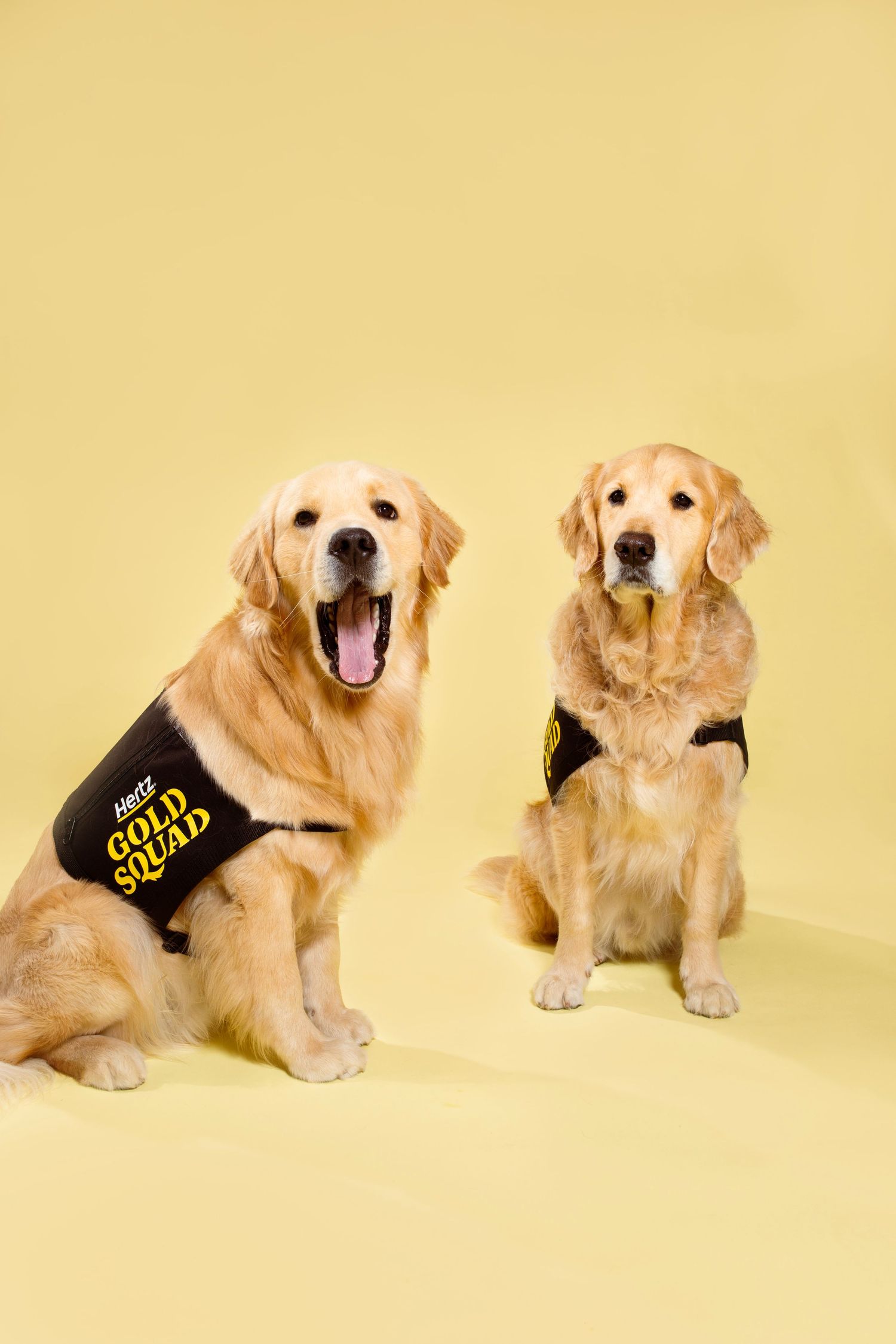Two golden retrievers wearing black harnesses sit against a yellow background, one with mouth open.