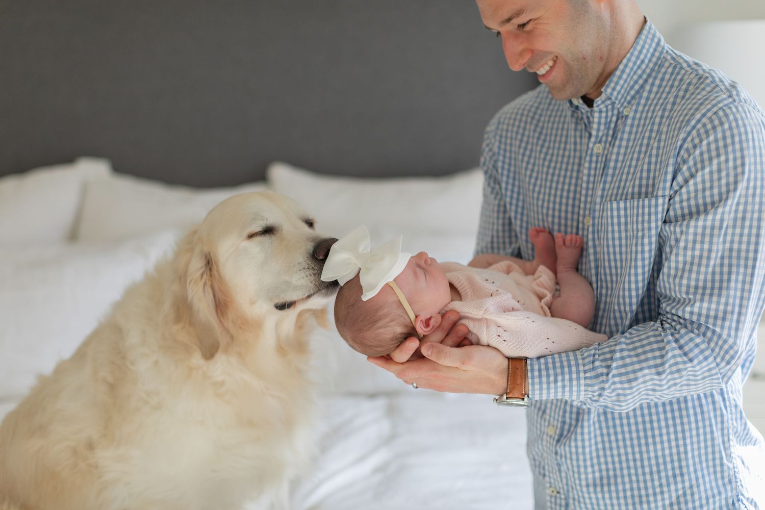 A person in a blue checkered shirt holds and interacts with a yellow Labrador retriever on a white couch.