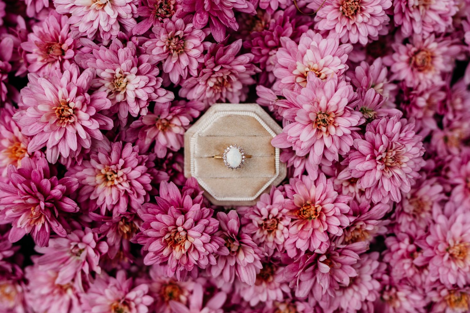 A field of vibrant pink chrysanthemum flowers in full bloom creating a dense floral carpet.