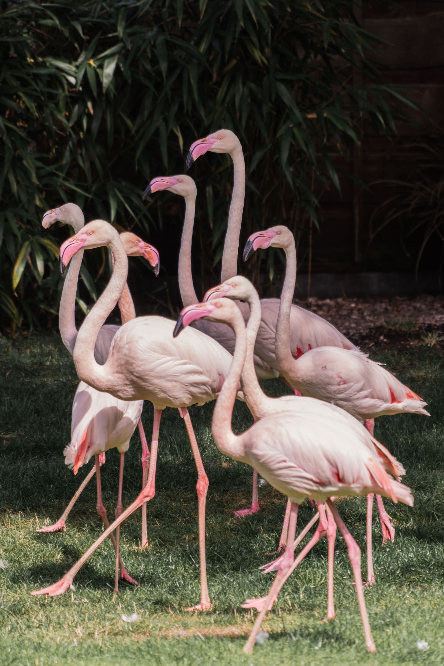 A group of pink flamingos standing together on grass, showing their elegant curved necks and slender legs.