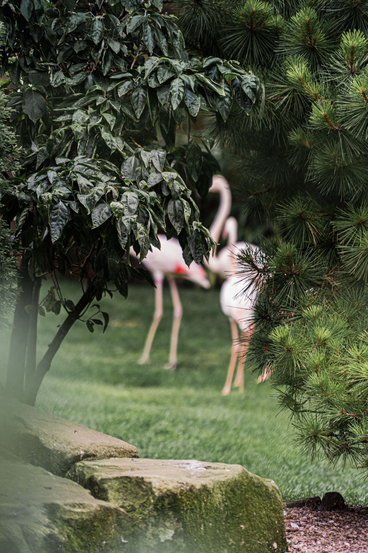 A pink flamingo decoration peeks through lush garden foliage with pine trees and stones in the foreground.