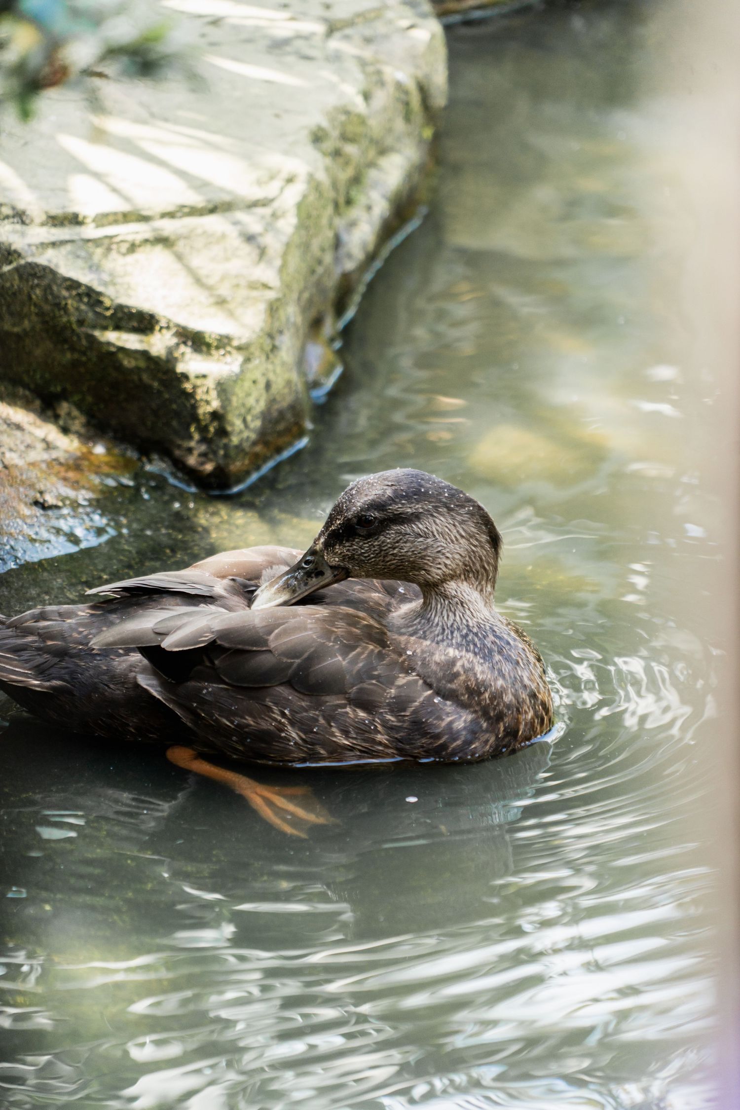A brown duck floating peacefully in rippling water next to a stone ledge.