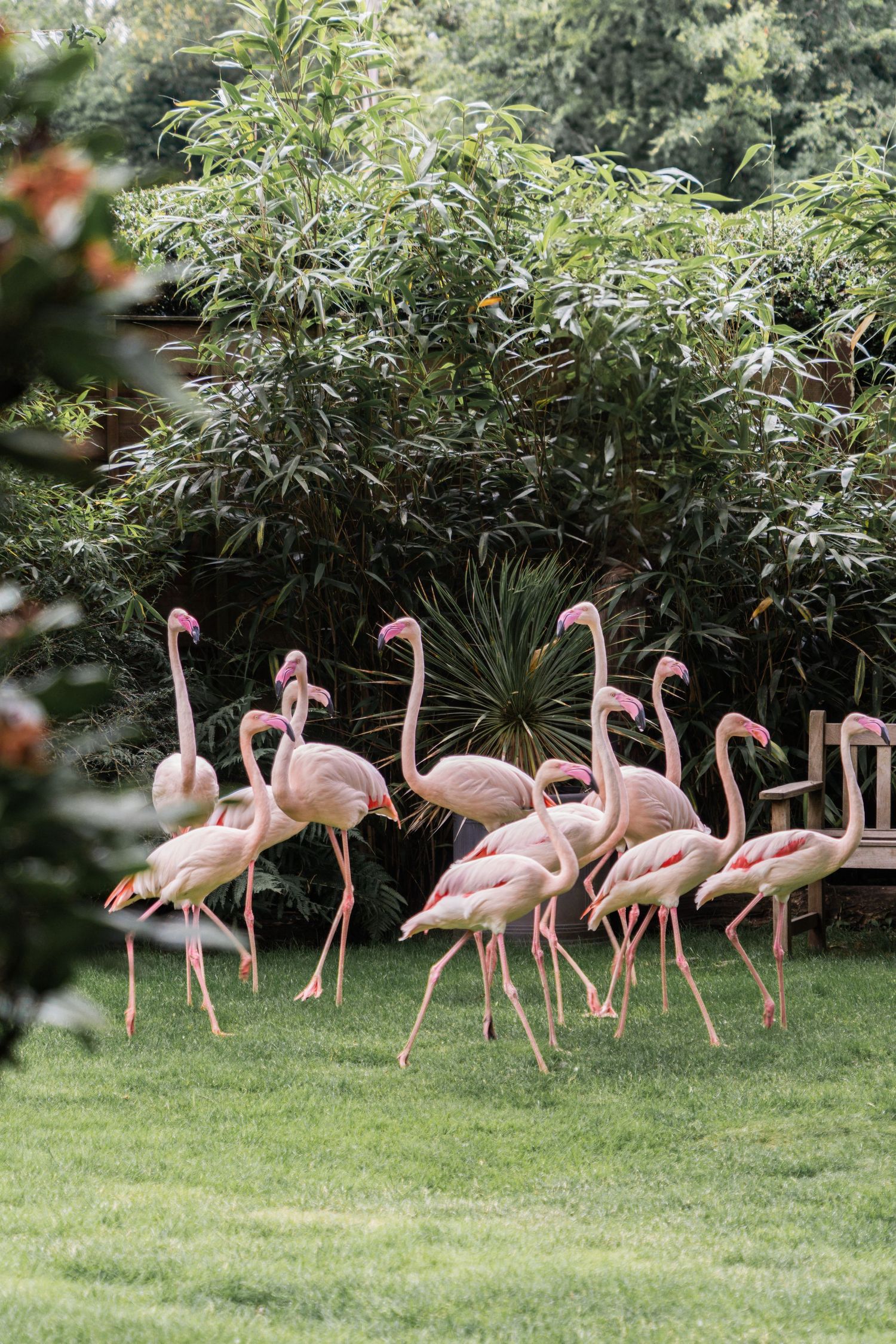 A group of pink flamingos gracefully walking across a lush green lawn with trees in the background.