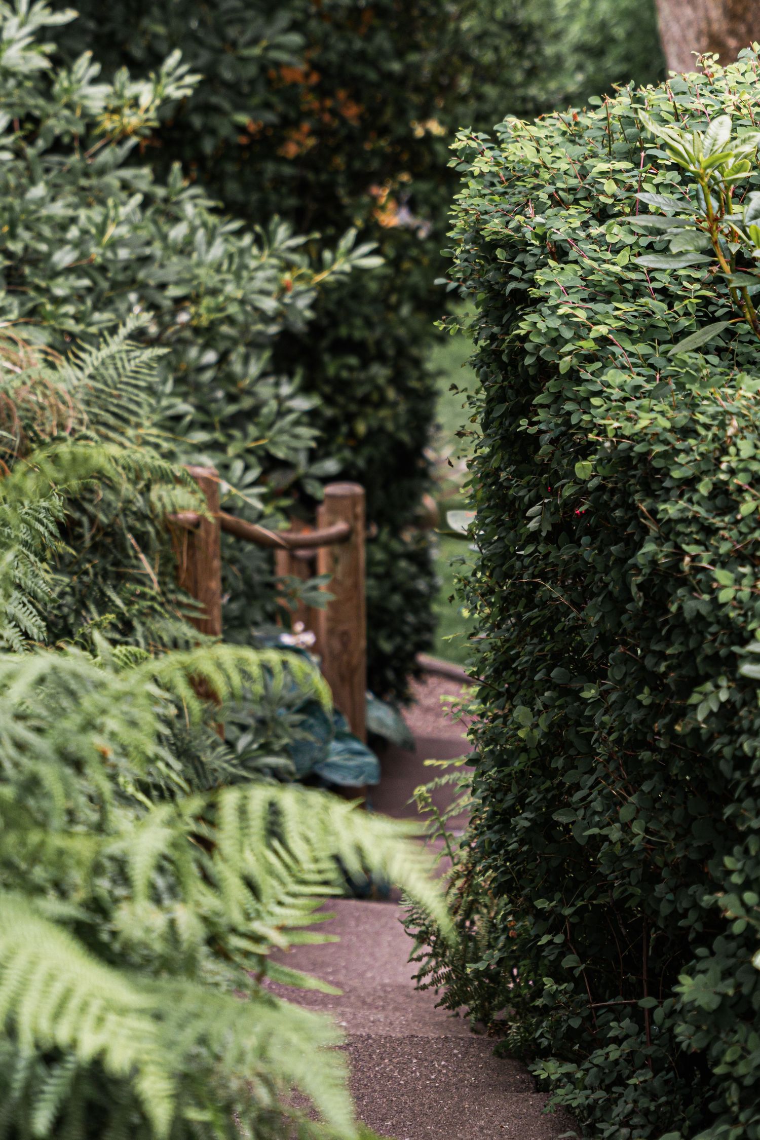 A winding garden path bordered by lush ferns and green hedges leads through a tranquil woodland setting.