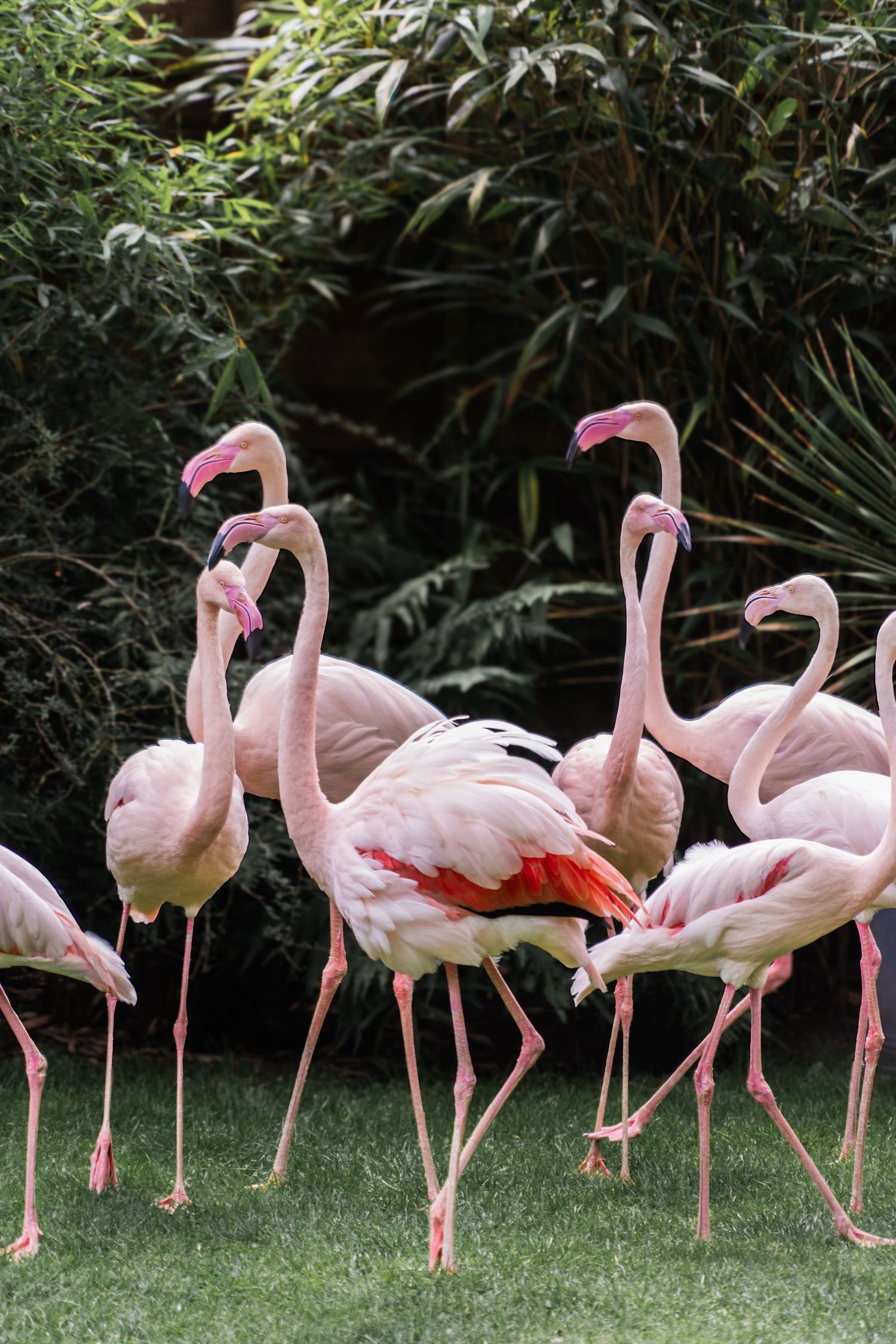A panoramic shot shows graceful pink flamingos standing in a row on green grass with foliage in the background.