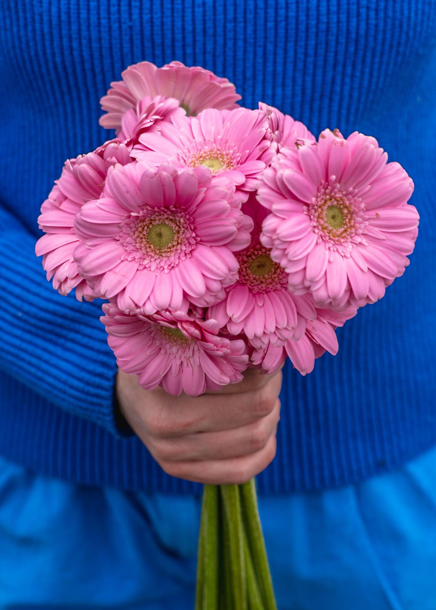 Pink gerbera daisies held in hands against a bright blue sweater background.
