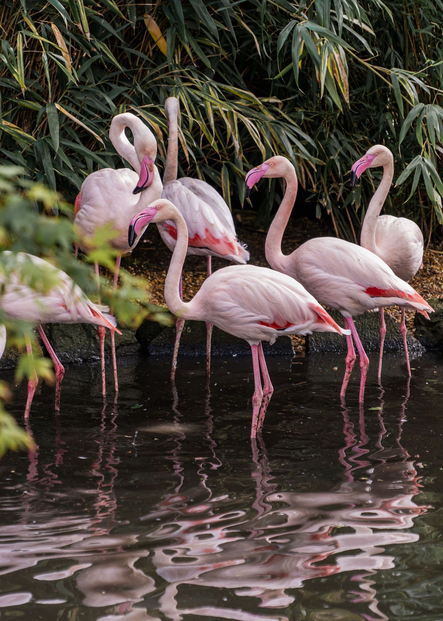A group of elegant pink flamingos wading in calm water with lush green foliage in the background.