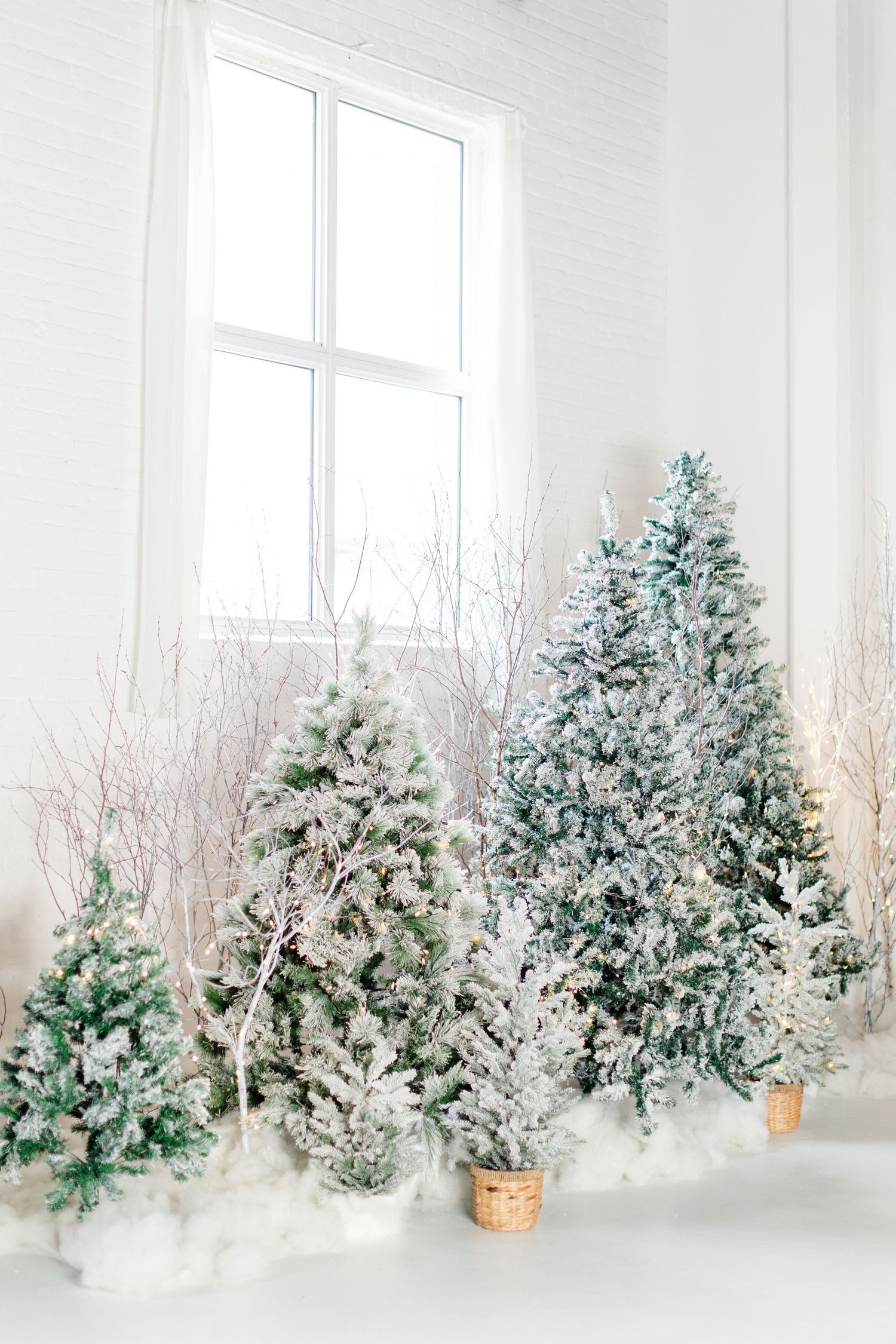 photo of large indoor xmas tree set up for xmas photos
