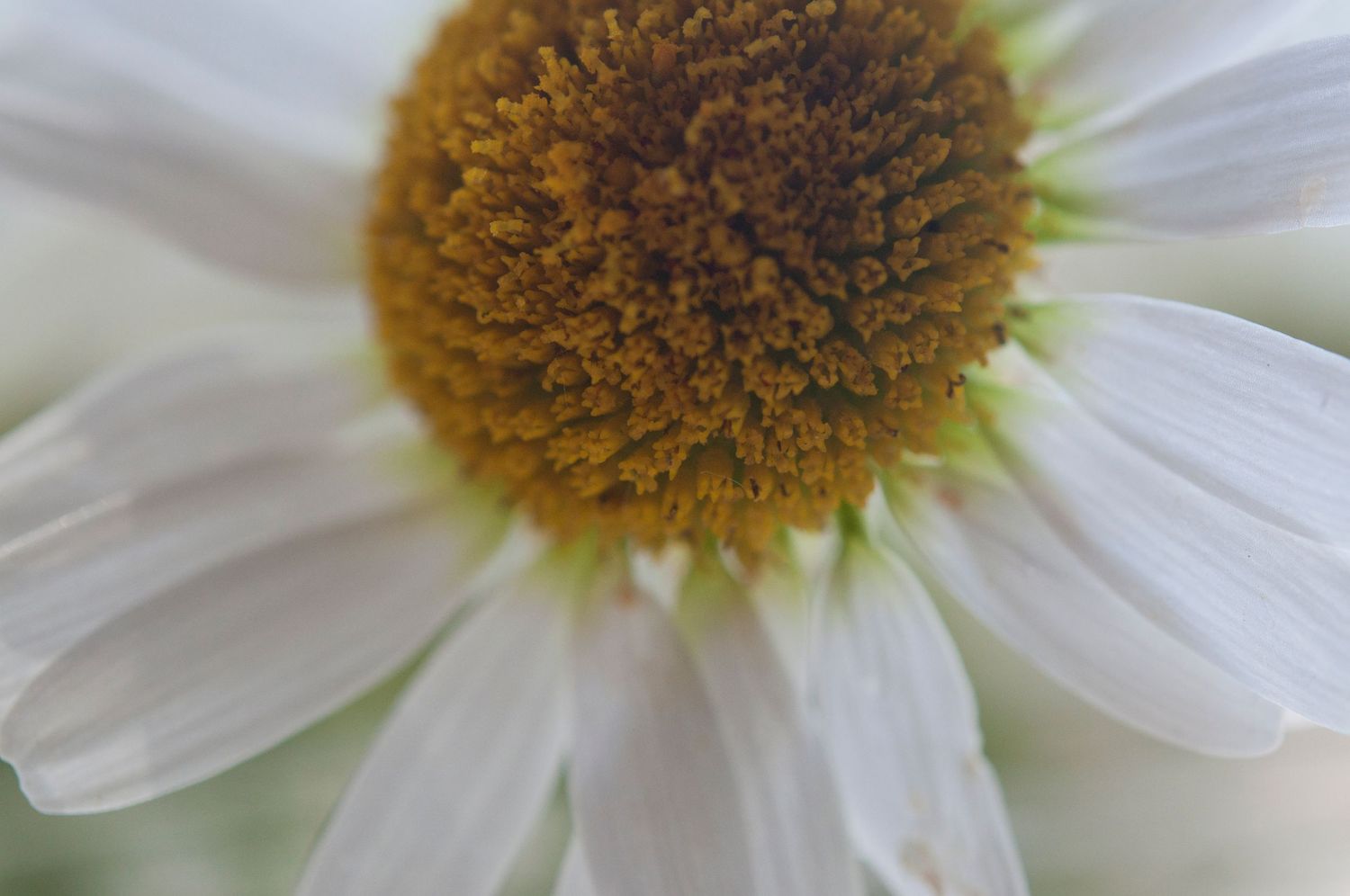 Close up of daisy flower
