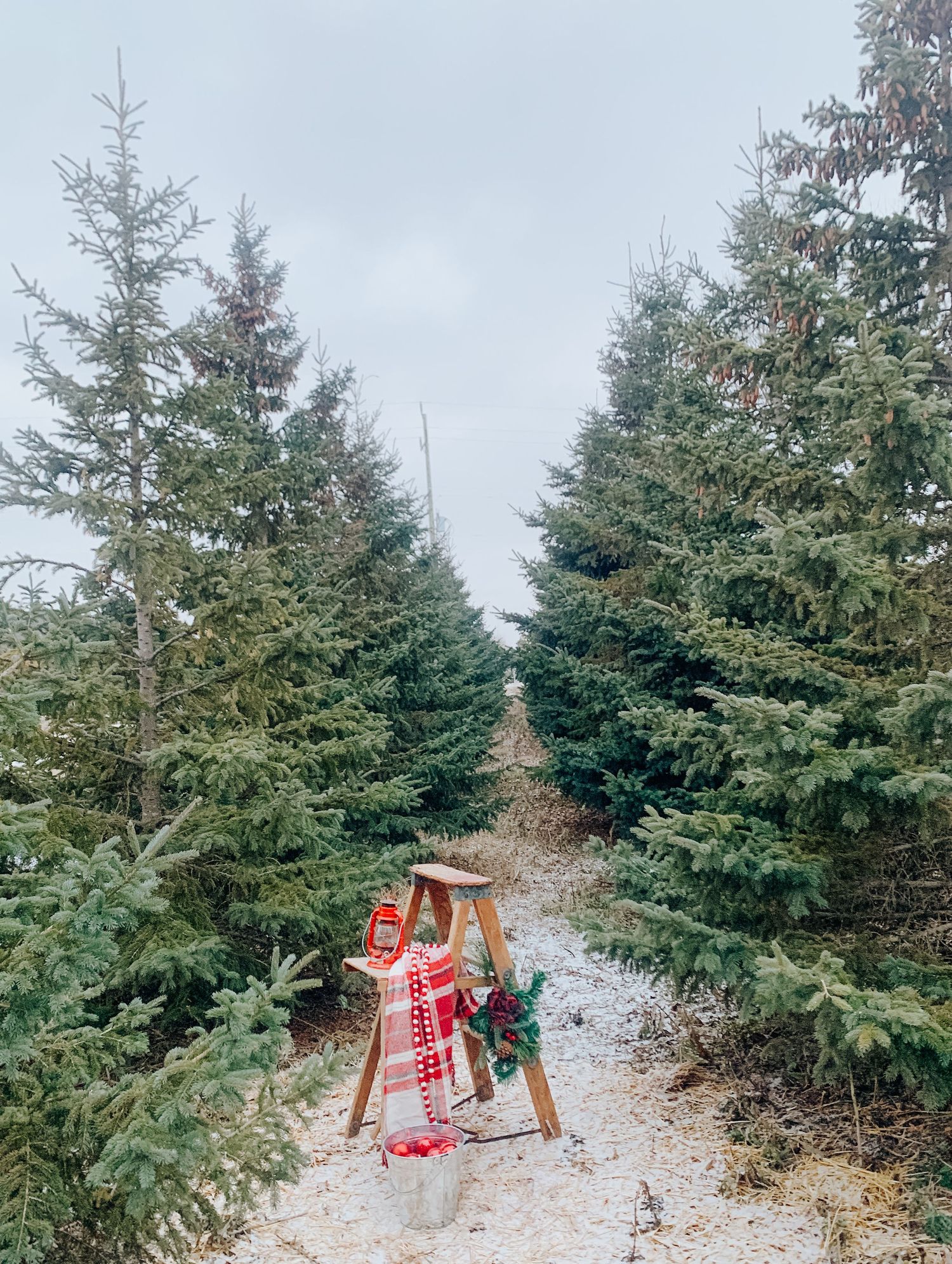 Tree farm photo
