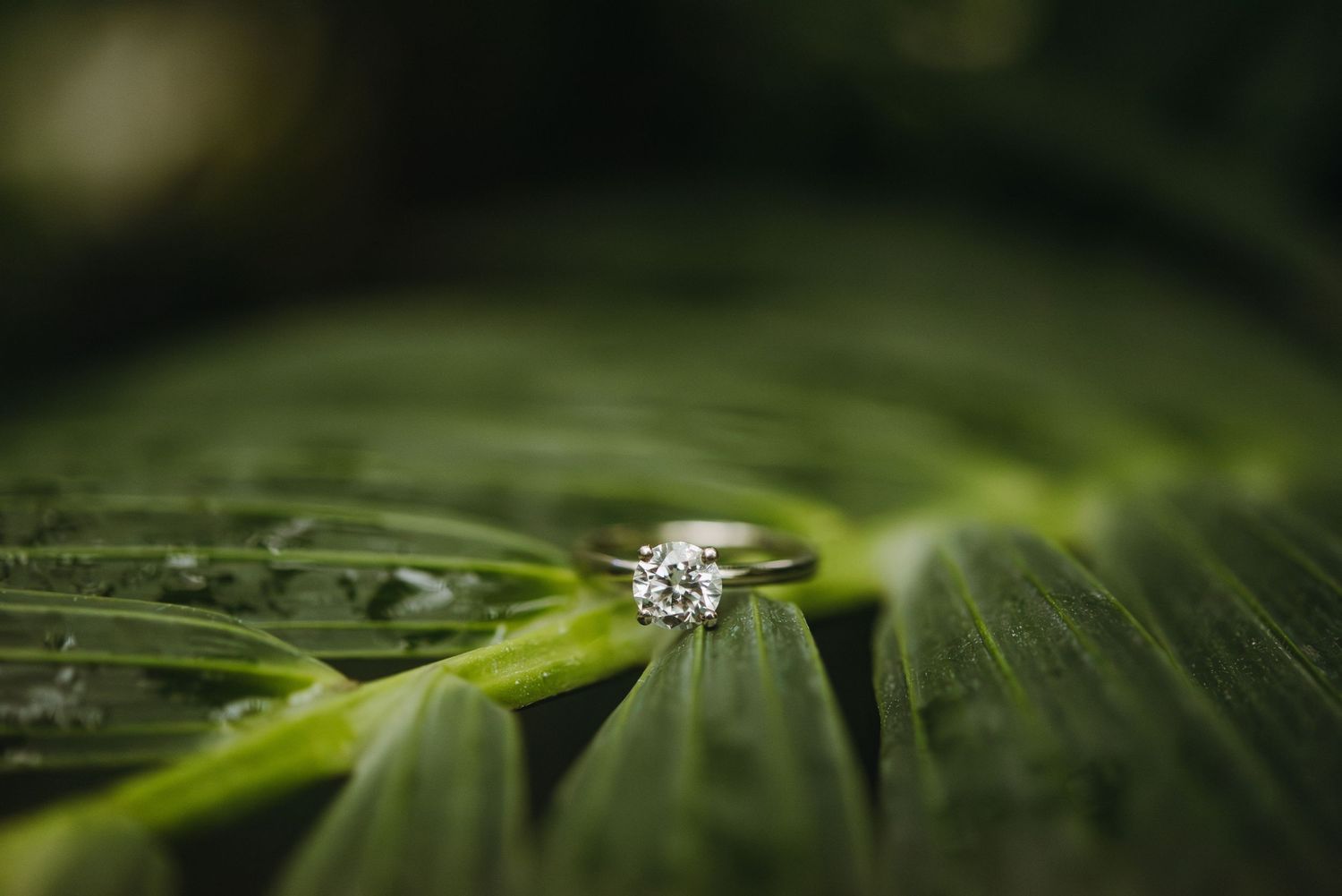 Engagment ring sits on palm leaf